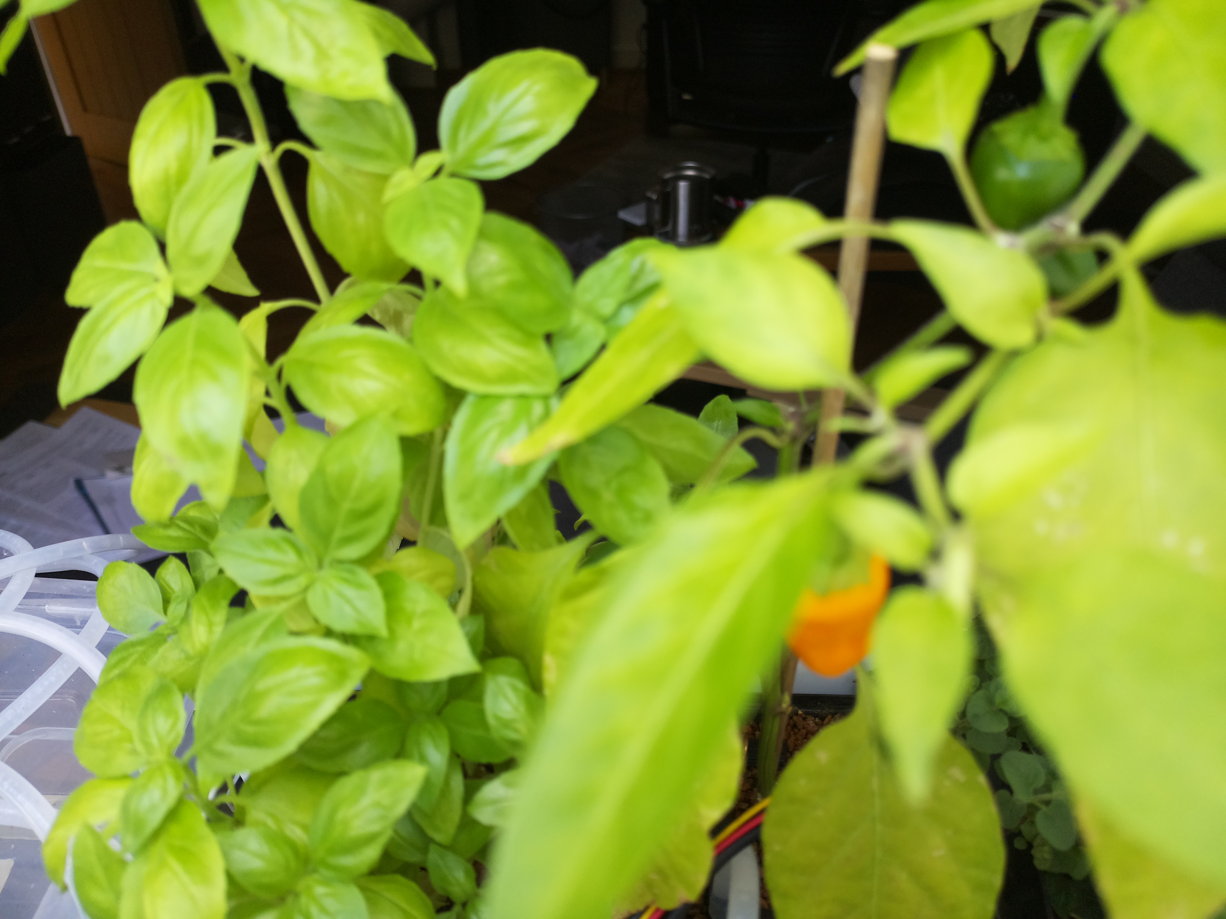 Latest Herb Hub greenhouse journal image: Midday at Herb Hub 365