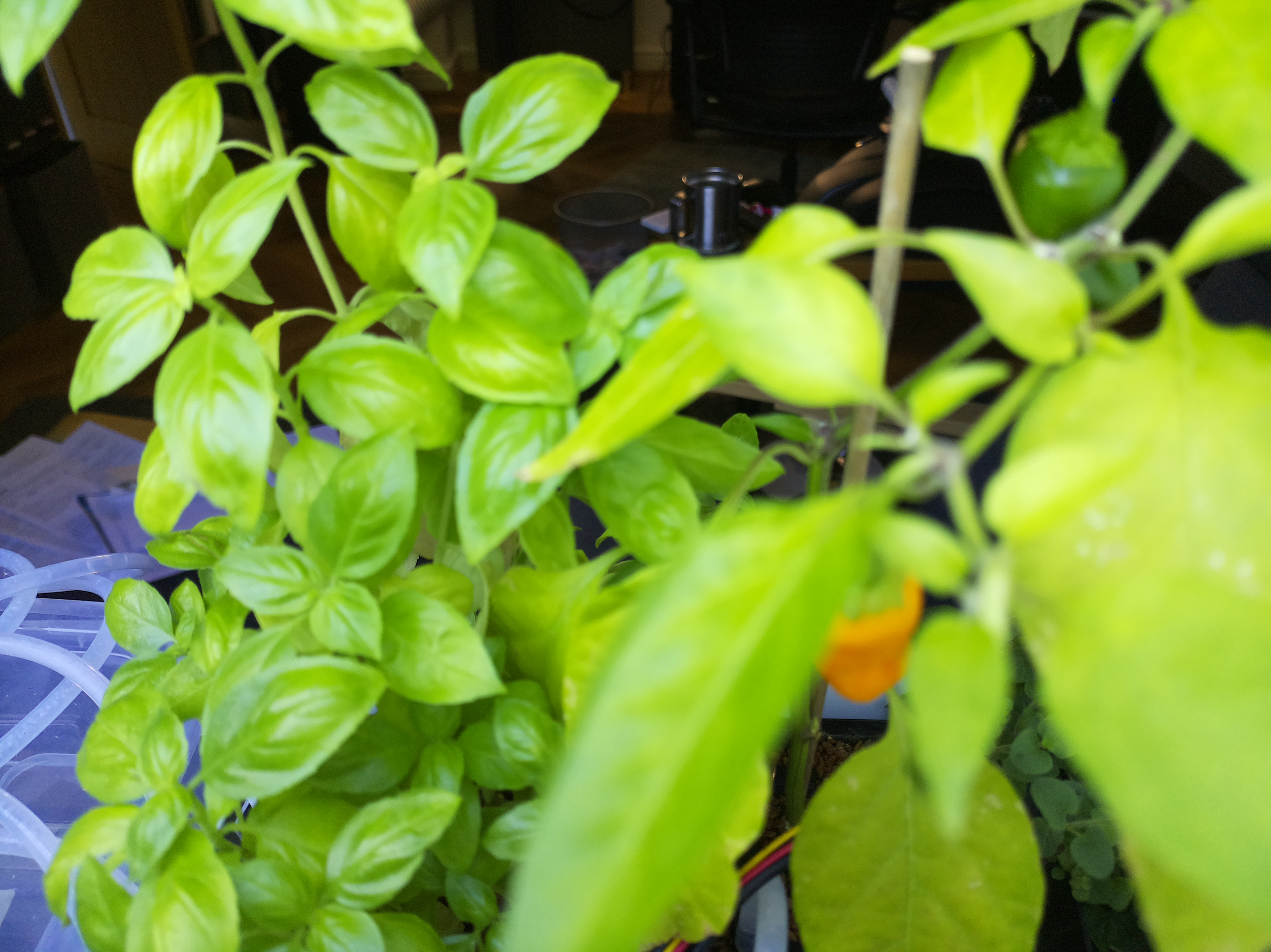 Latest Herb Hub greenhouse journal image: Morning Vibrancy at Herb Hub 365