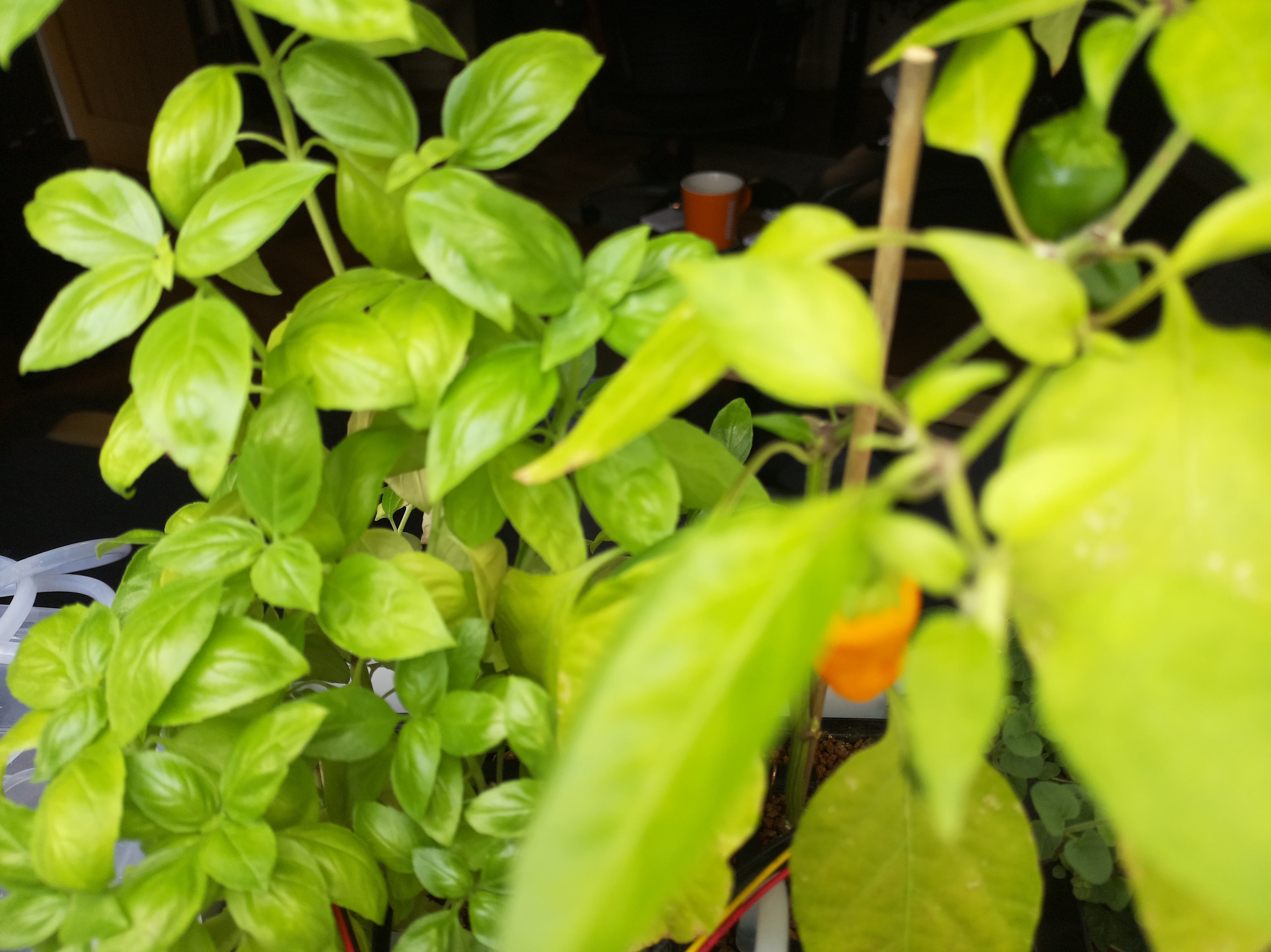 Greenhouse image from Afternoon Growth at Herb Hub 365