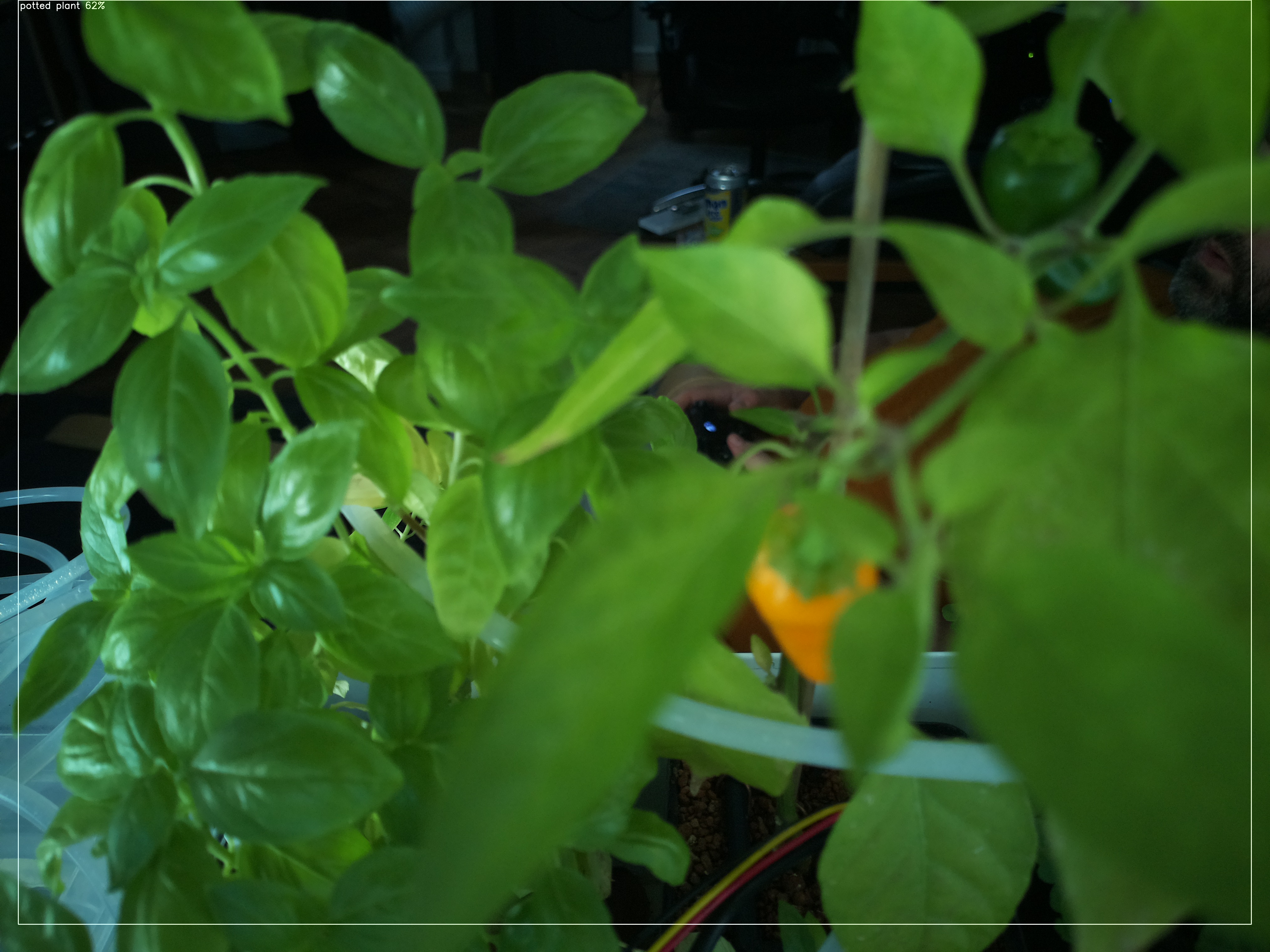 Greenhouse image from Afternoon Update: Warmth and Growth at Herb Hub 365