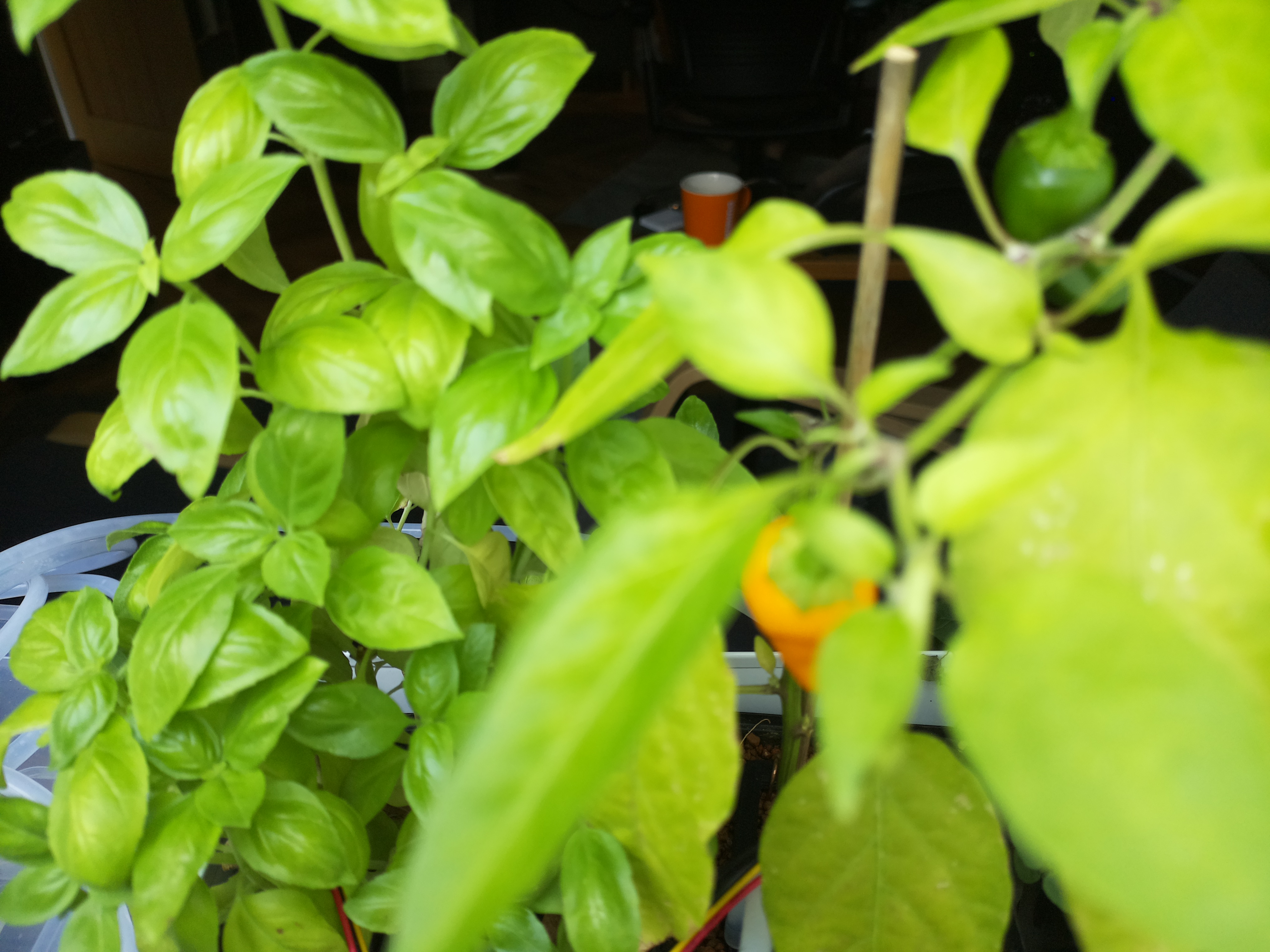Latest Herb Hub greenhouse journal image: Mid-August Vibrancy