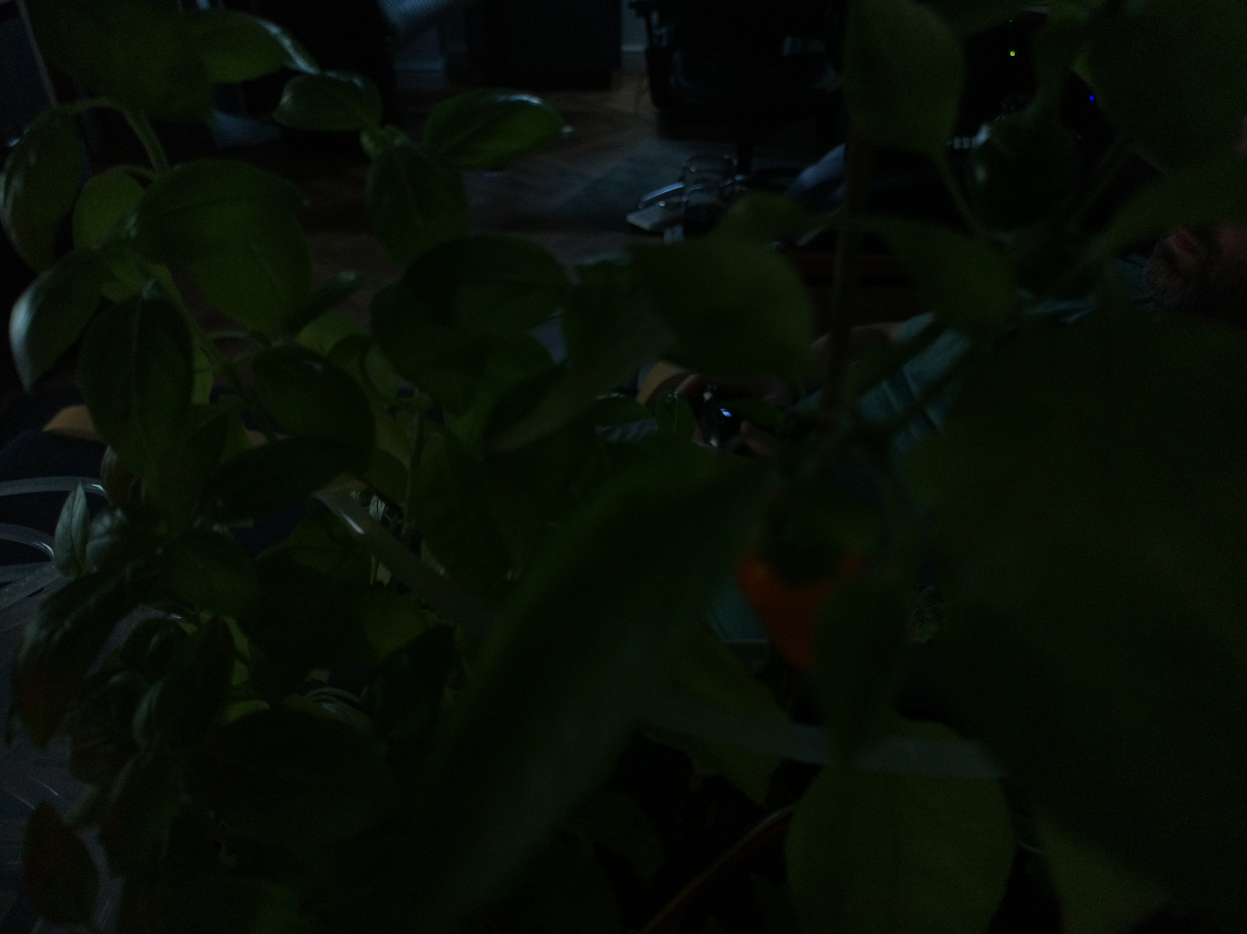Greenhouse image from Afternoon Warmth and a Chilli Check