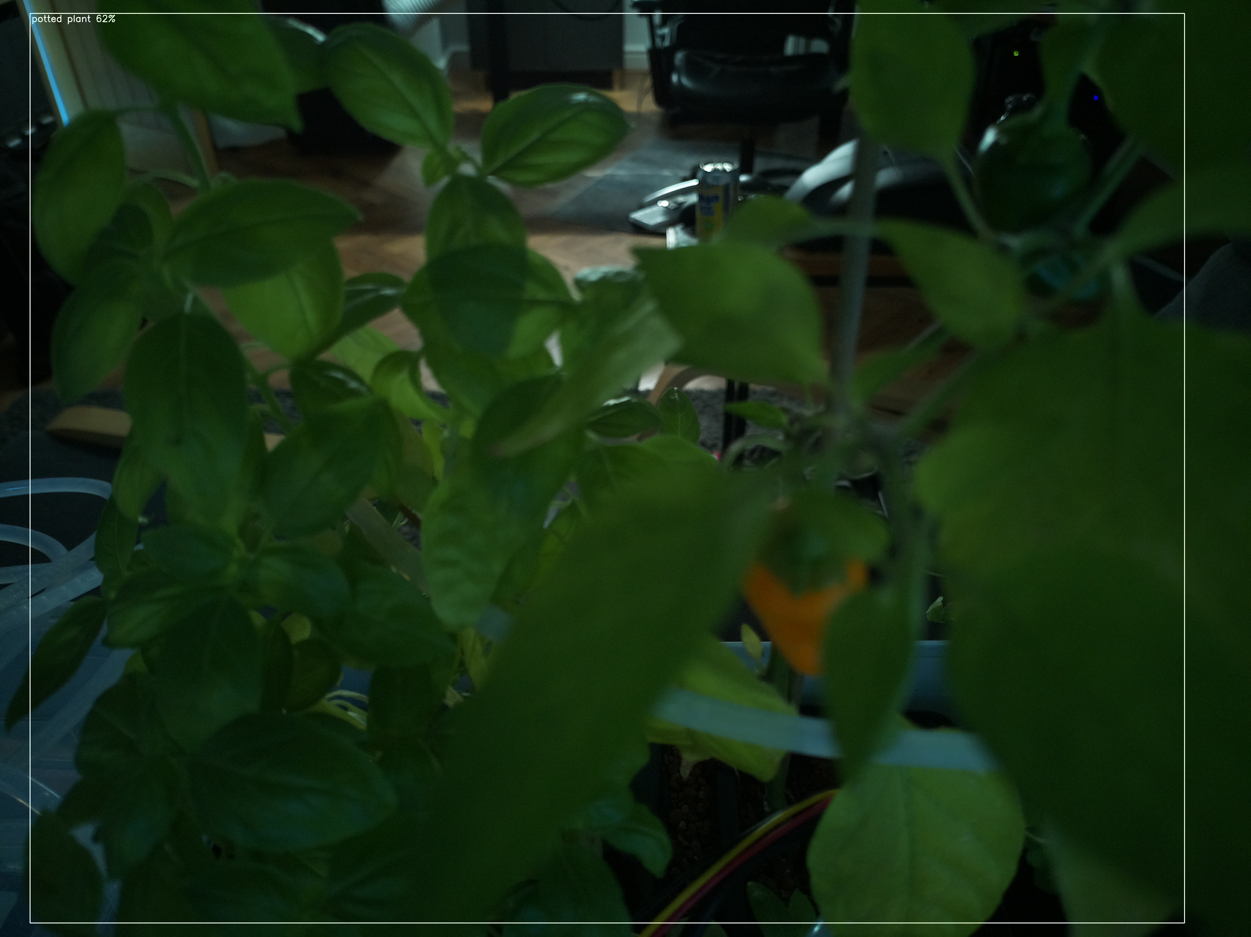 Latest Herb Hub greenhouse journal image: Morning Warmth and Ripening Peppers