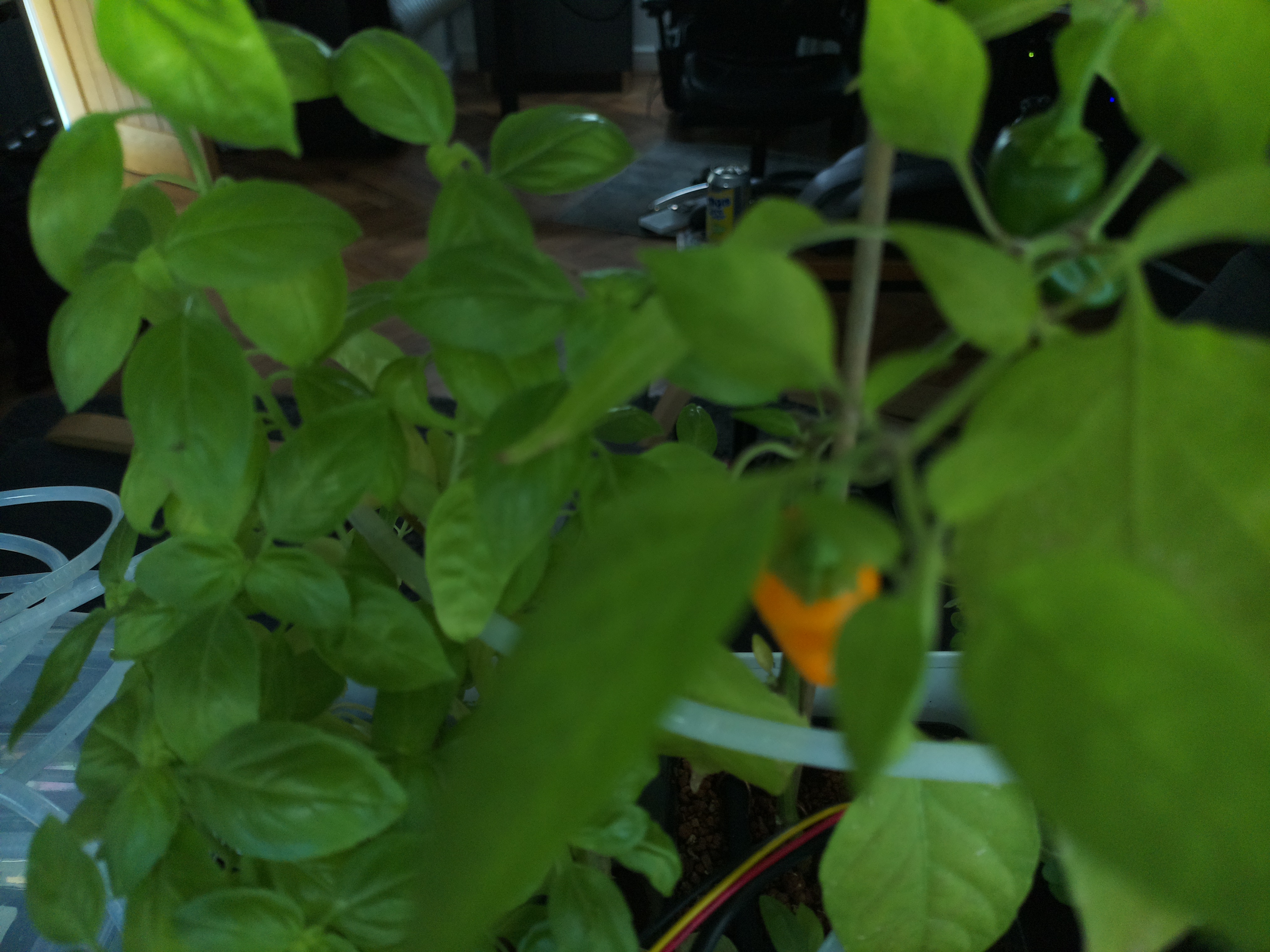 Latest Herb Hub greenhouse journal image: Warm Temperatures and Vibrant Peppers