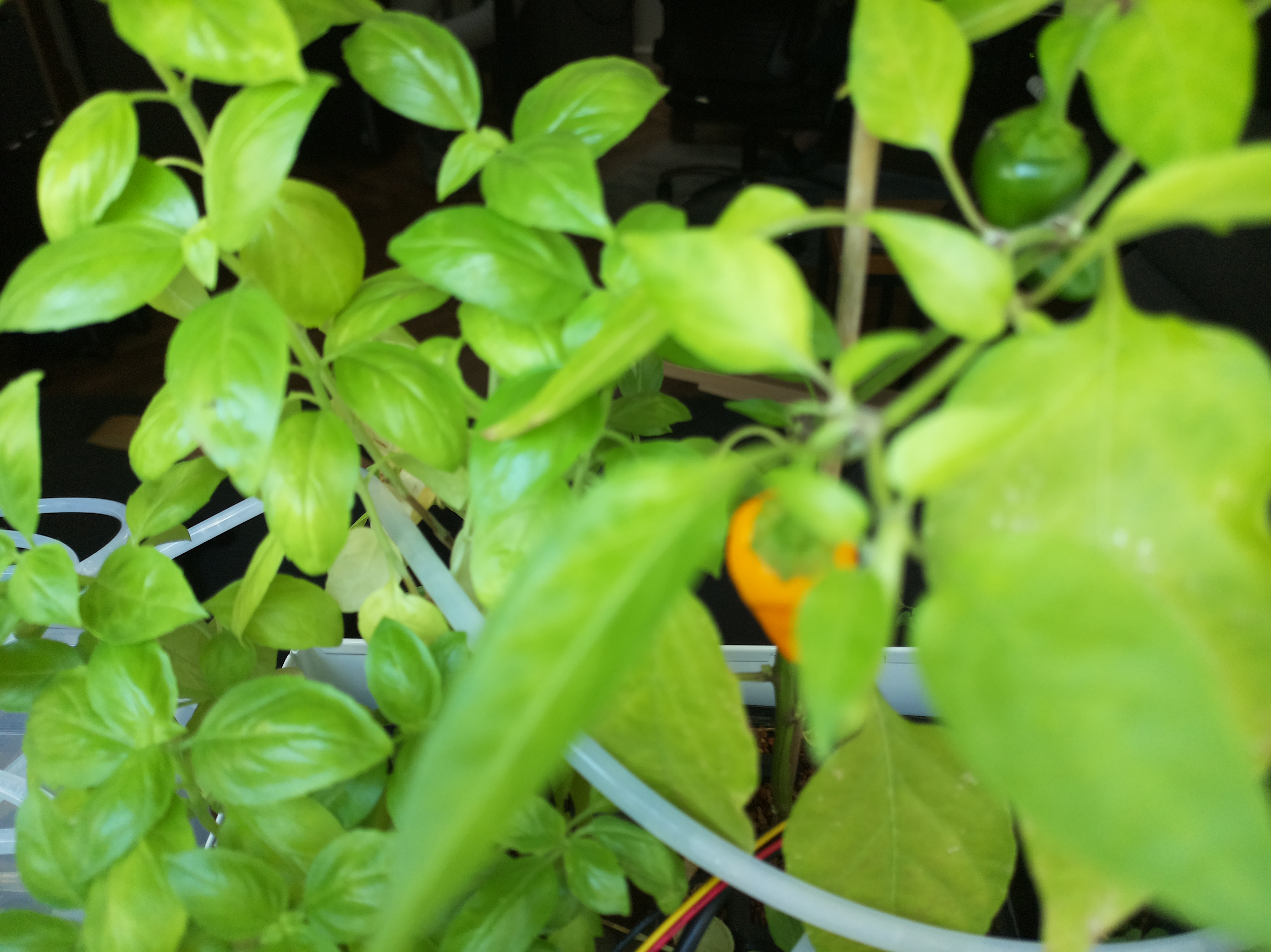 Latest Herb Hub greenhouse journal image: August 13: Vibrant Greens and Ripening Fruit
