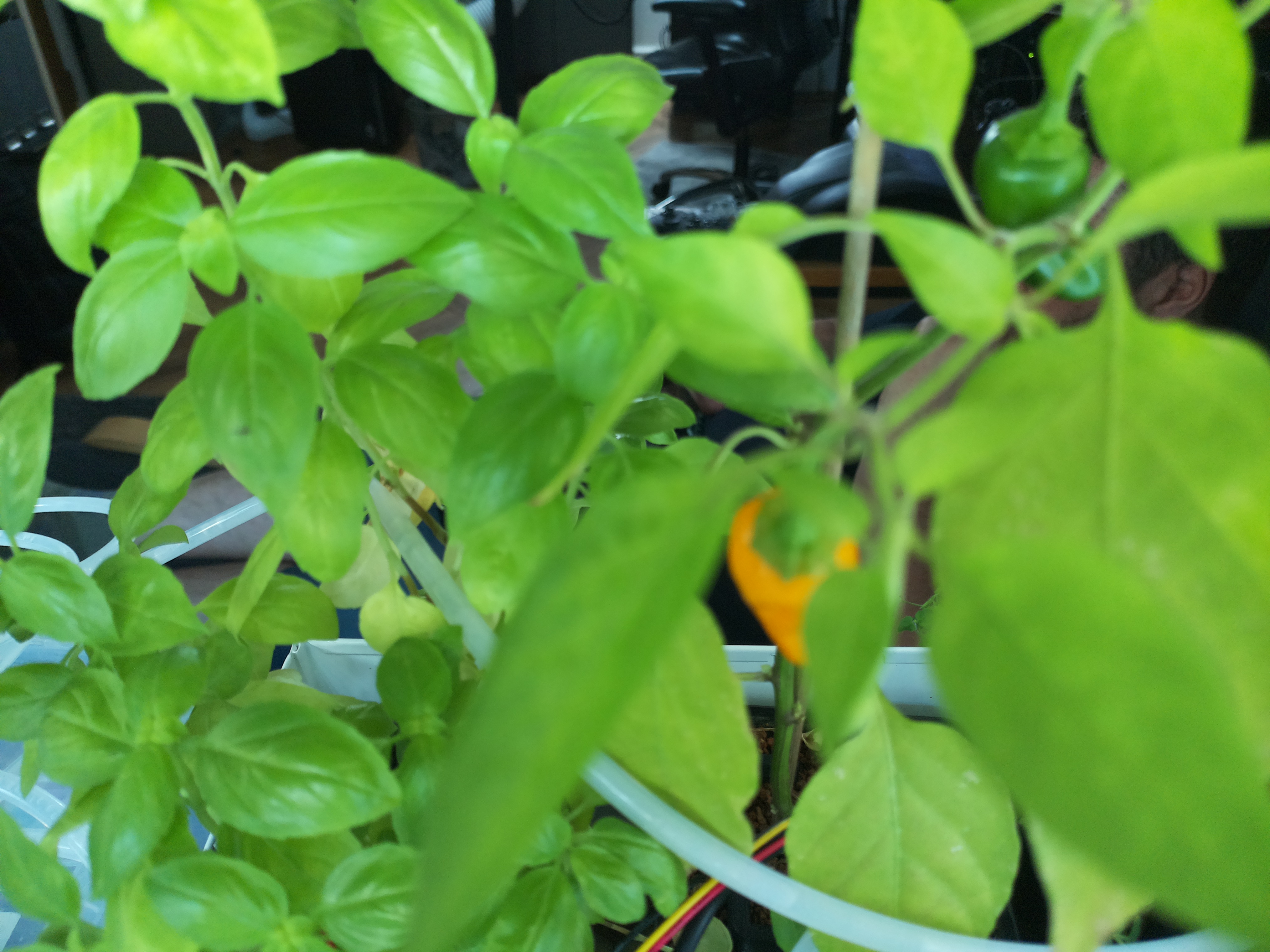 Latest Herb Hub greenhouse journal image: Afternoon Growth at Herb Hub 365