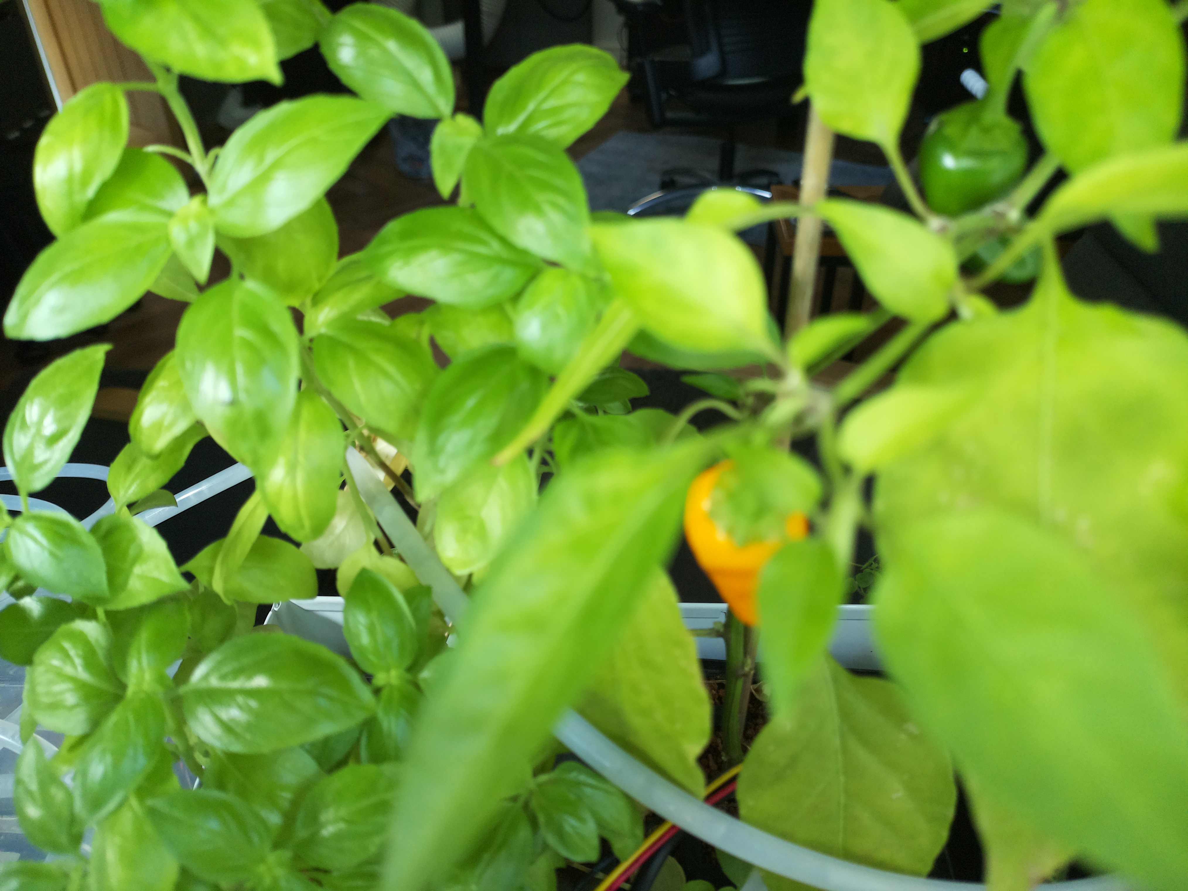 Greenhouse image from Warm Morning at the Herb Hub