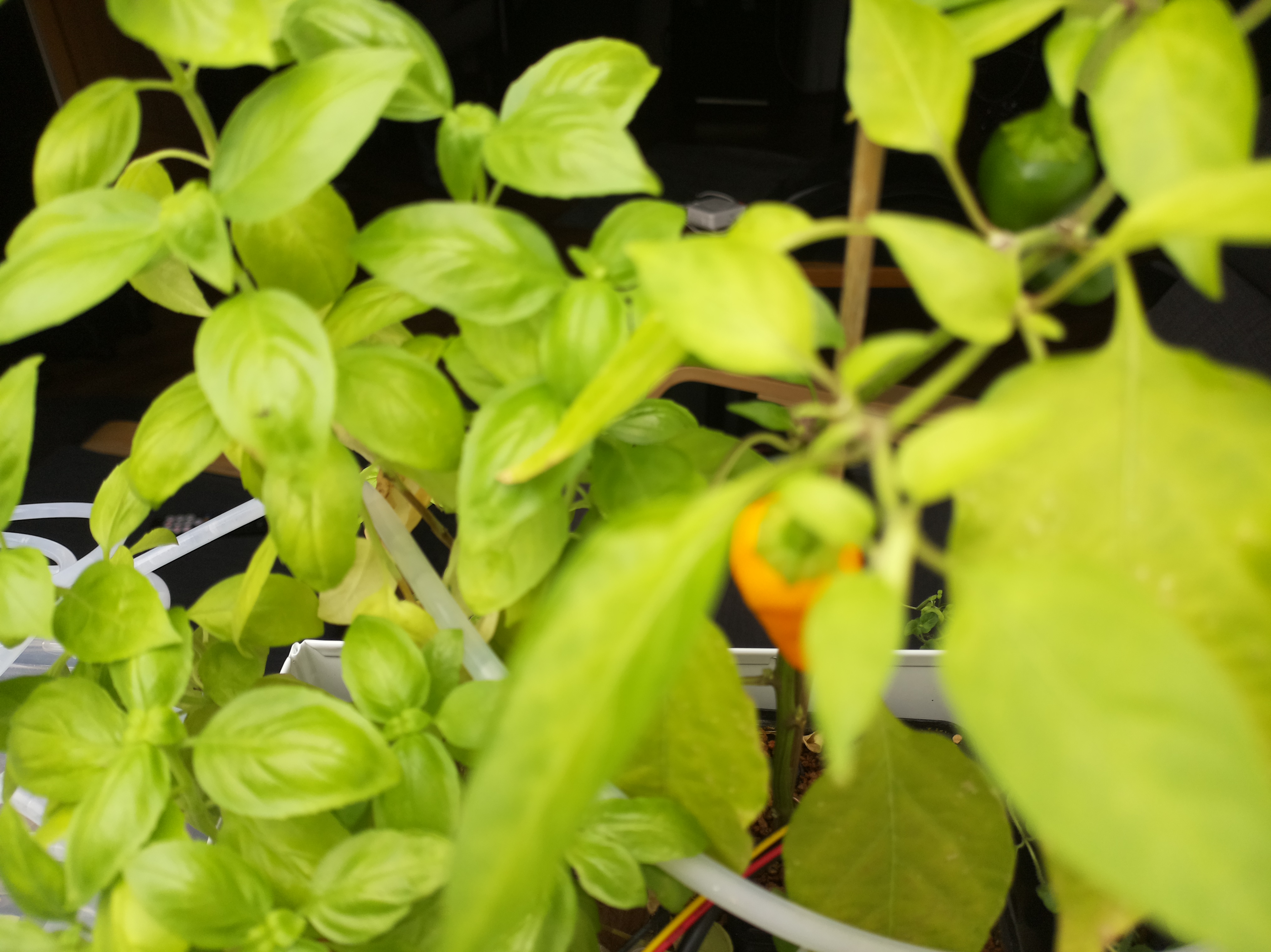 Latest Herb Hub greenhouse journal image: Afternoon Warmth and a Splash of Color