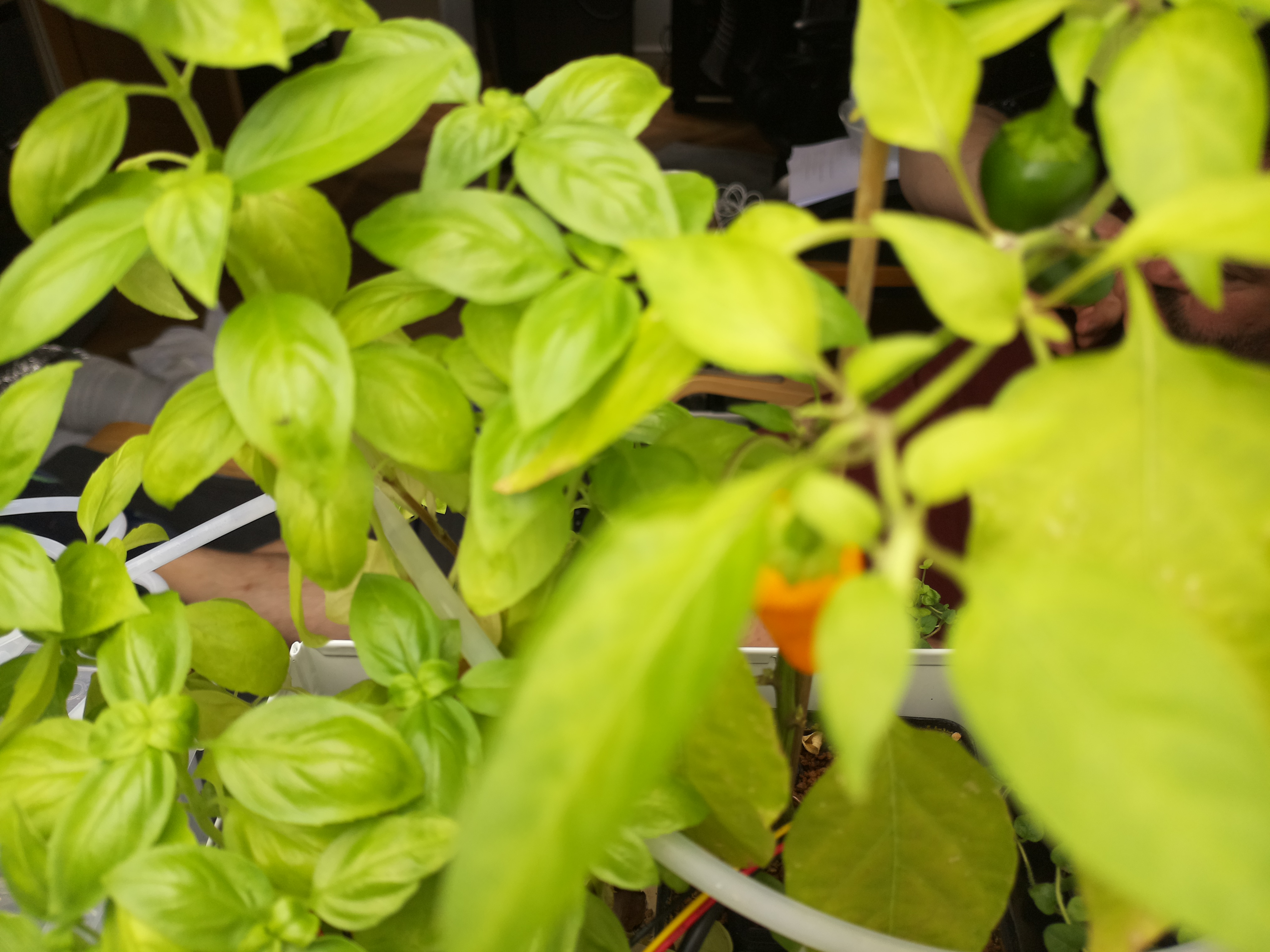 Greenhouse image from Vibrant Greens and Ripening Peppers