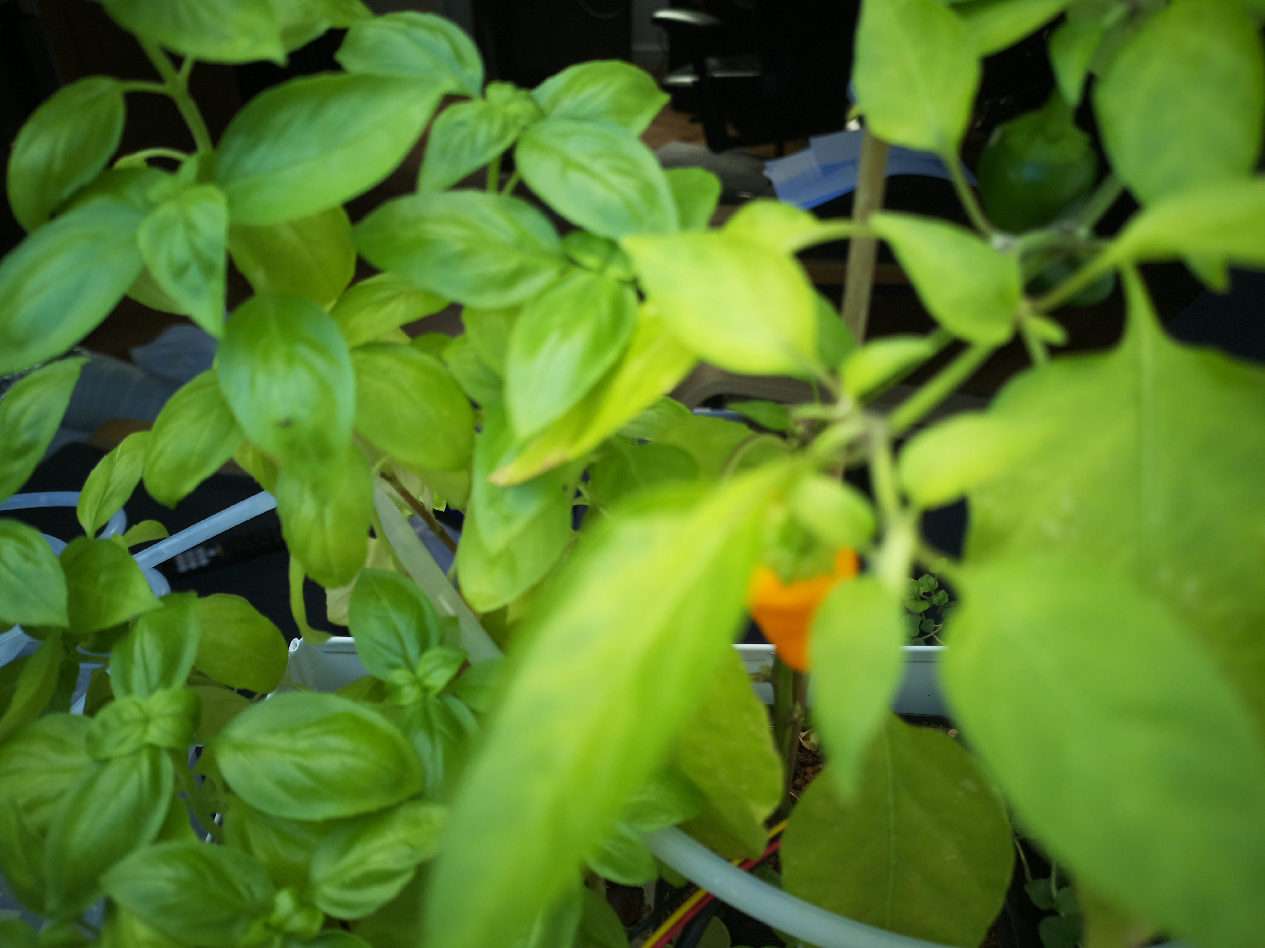 Greenhouse image from Greenhouse Afternoon Update: August 19, 2026