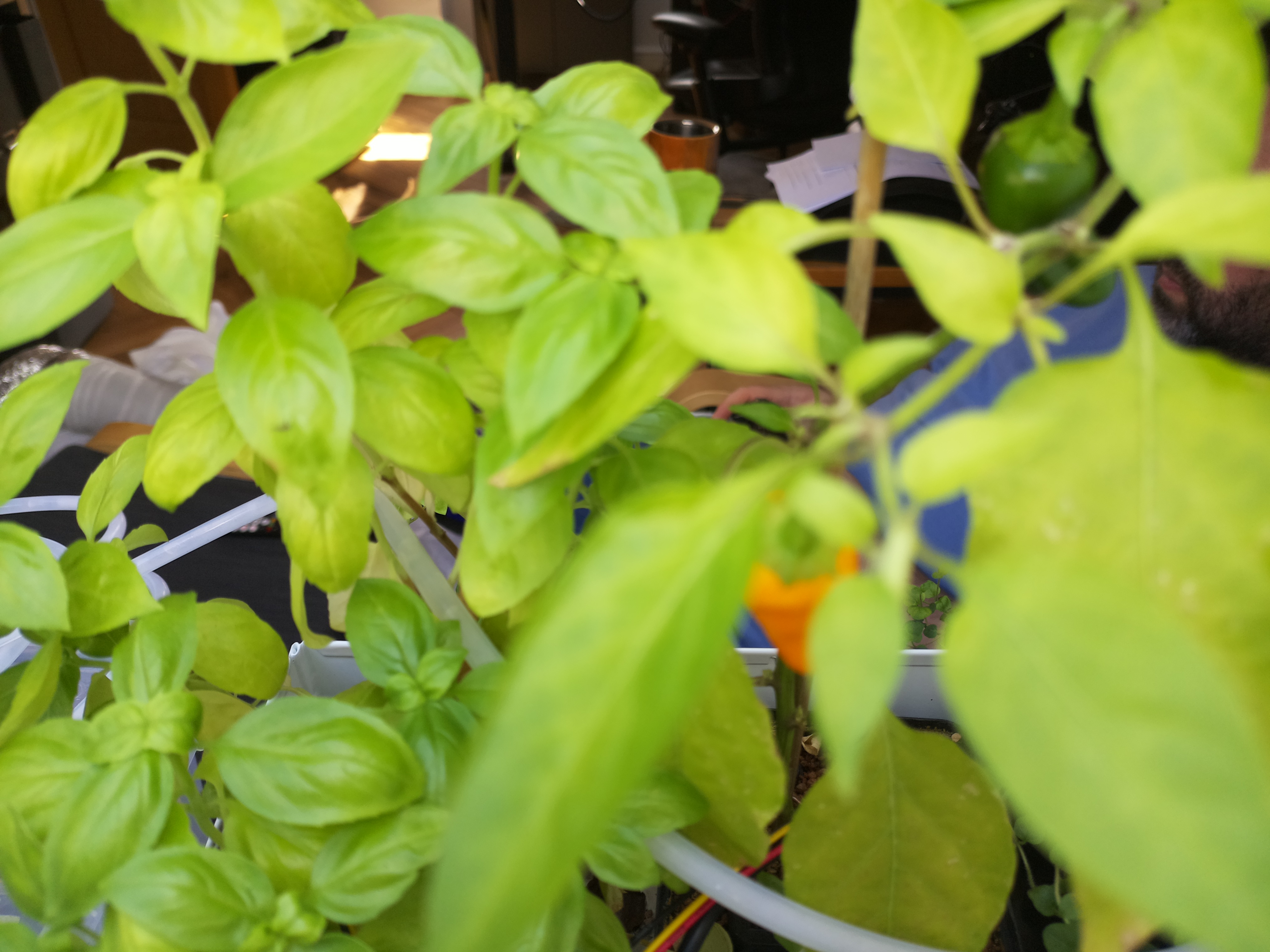 Greenhouse image from Greenhouse Update: August 19, 2026