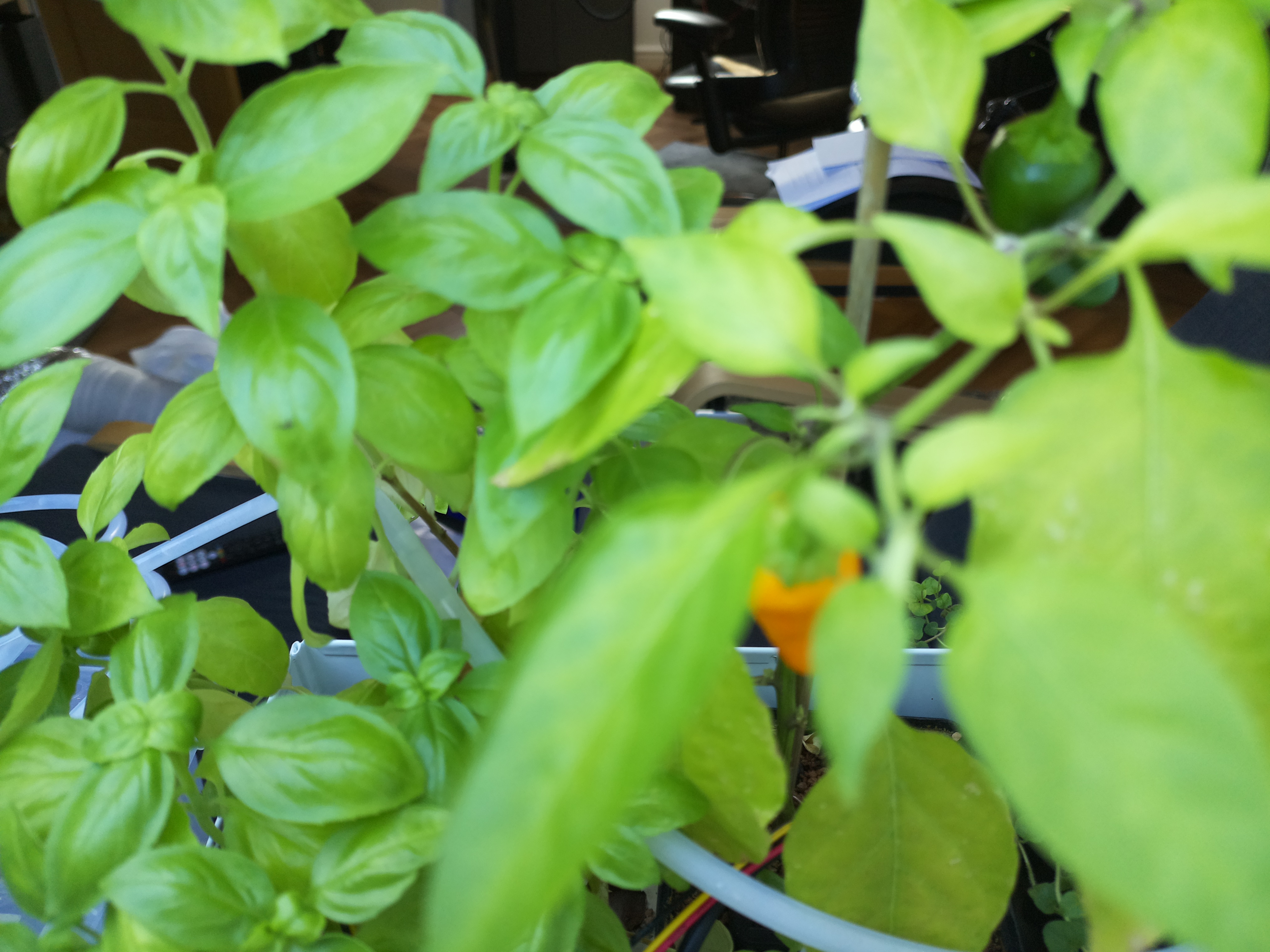 Greenhouse image from Steady Growth in Mid-August