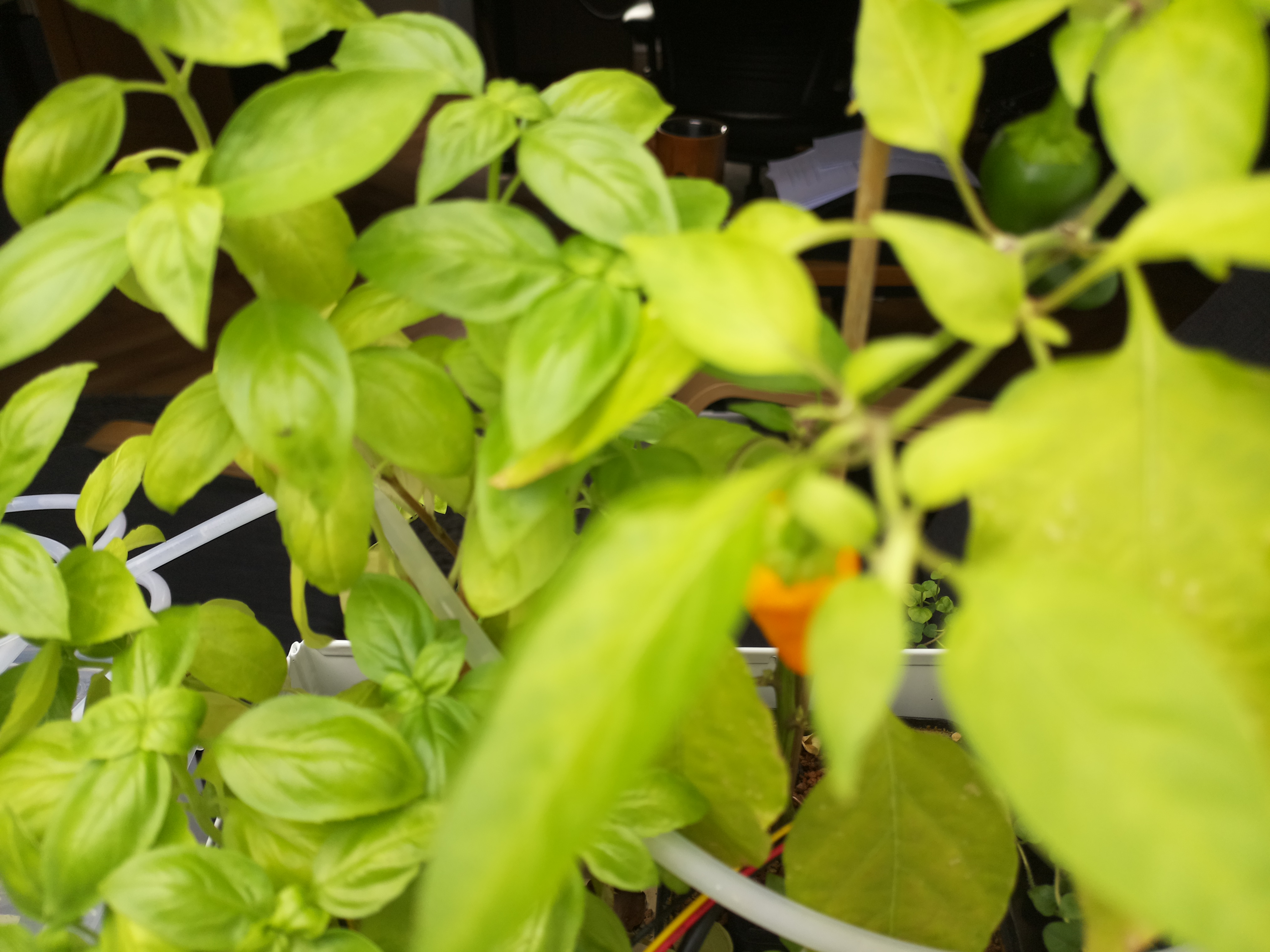 Greenhouse image from Afternoon Glow and Ripening Peppers