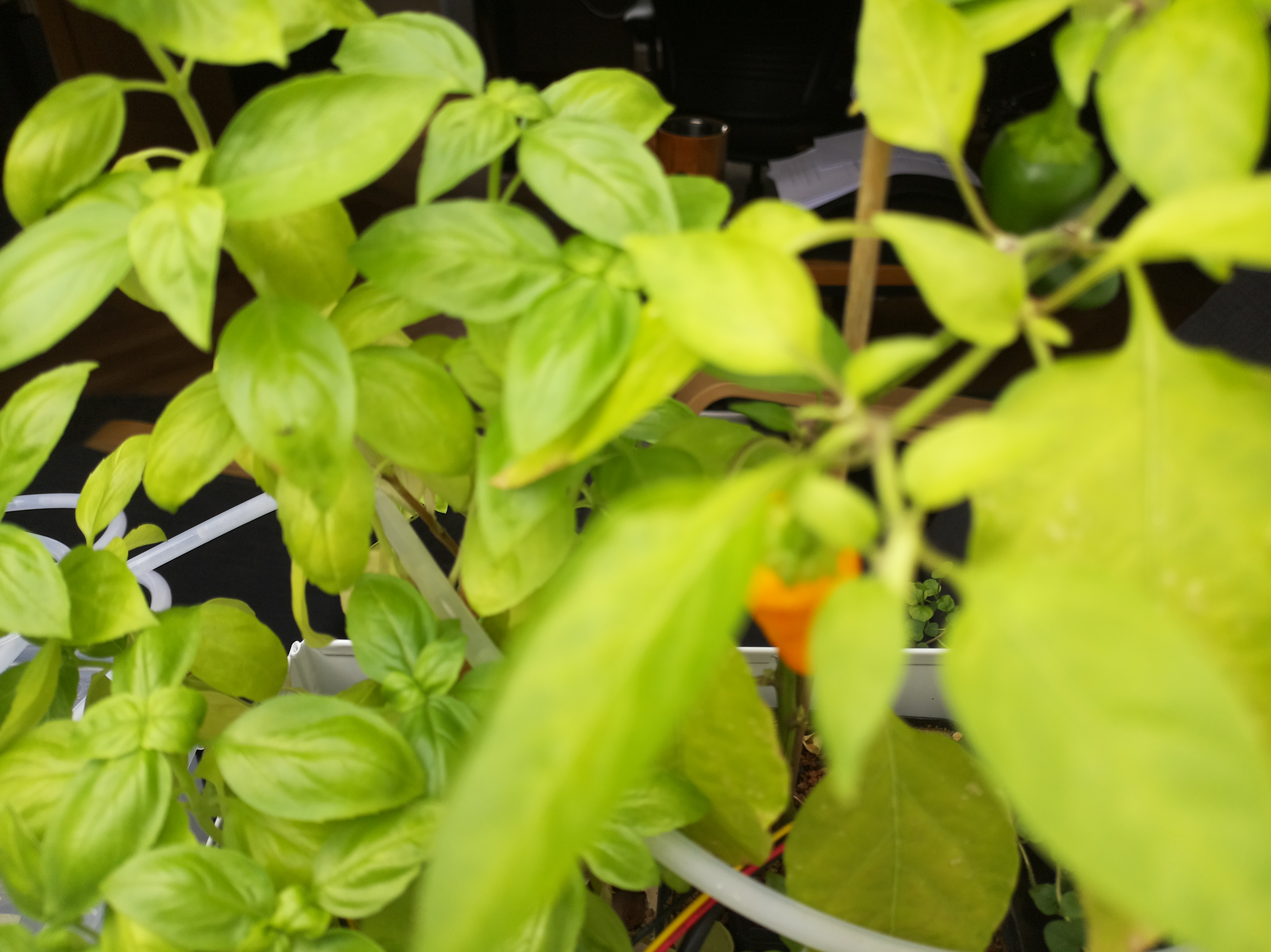 Greenhouse image from August 20: Morning Growth and Rising Light