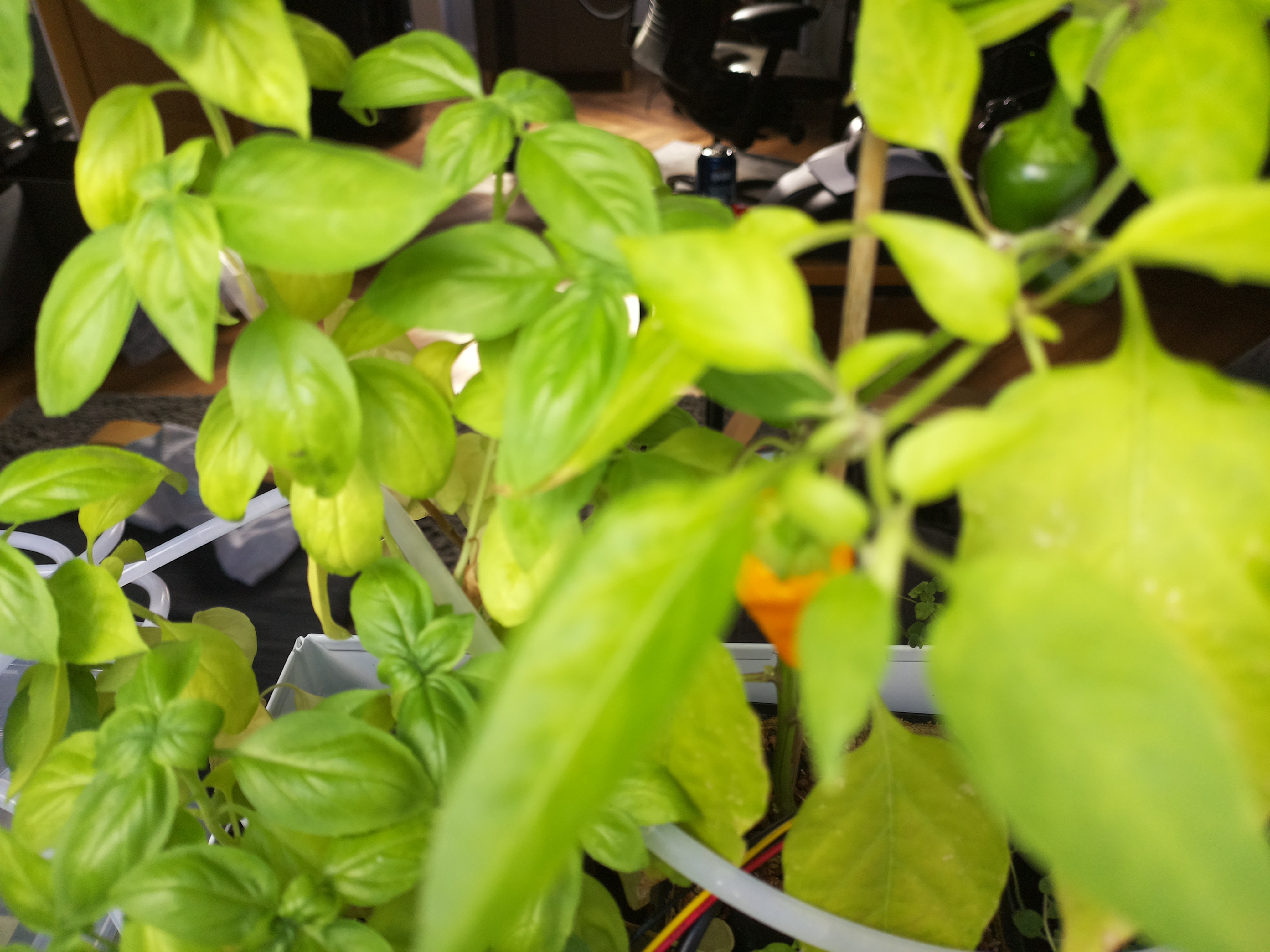 Greenhouse image from Greenhouse Update: August 24, 2026
