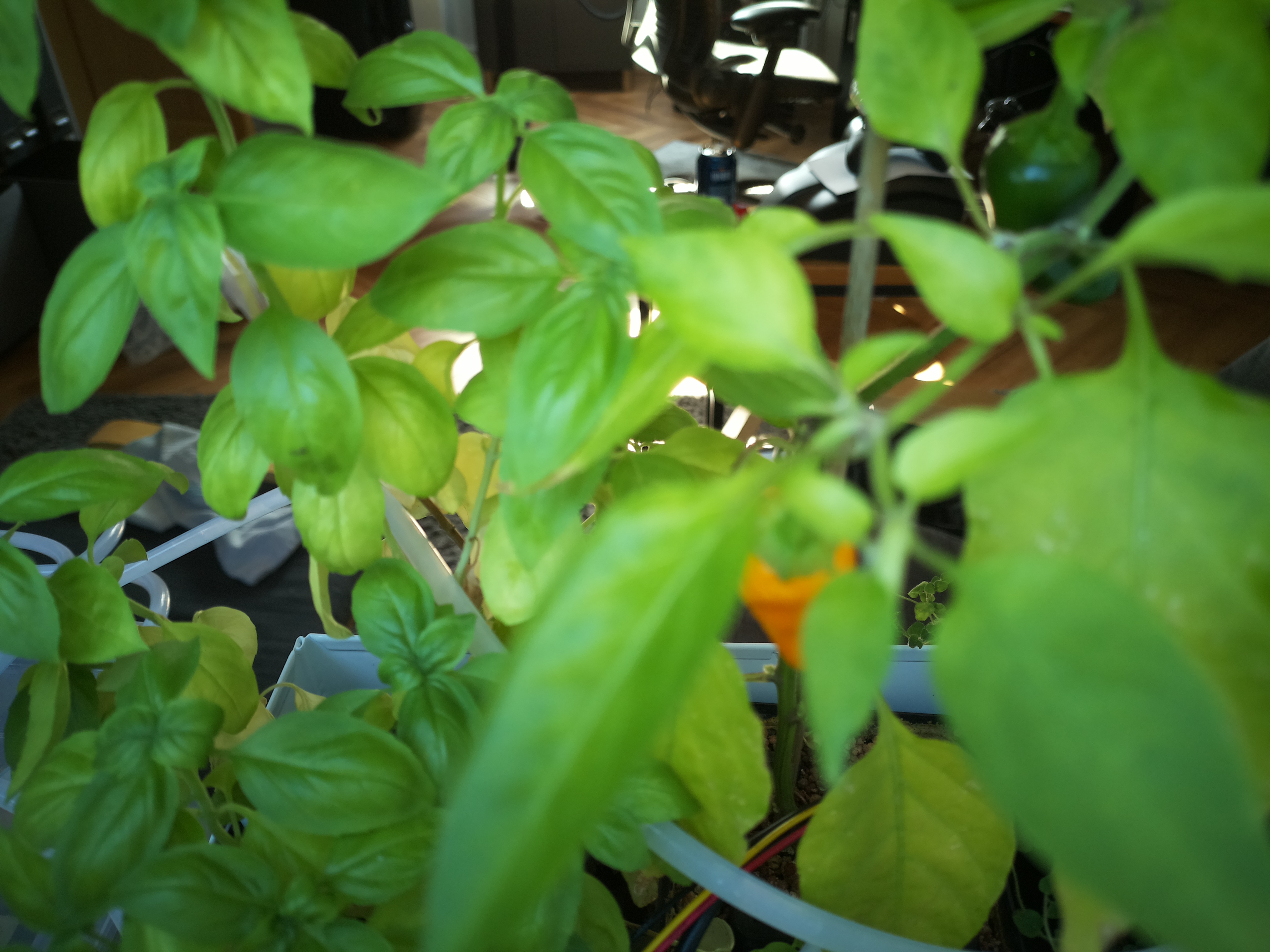 Greenhouse image from Herb Hub 365: Monday Afternoon Update