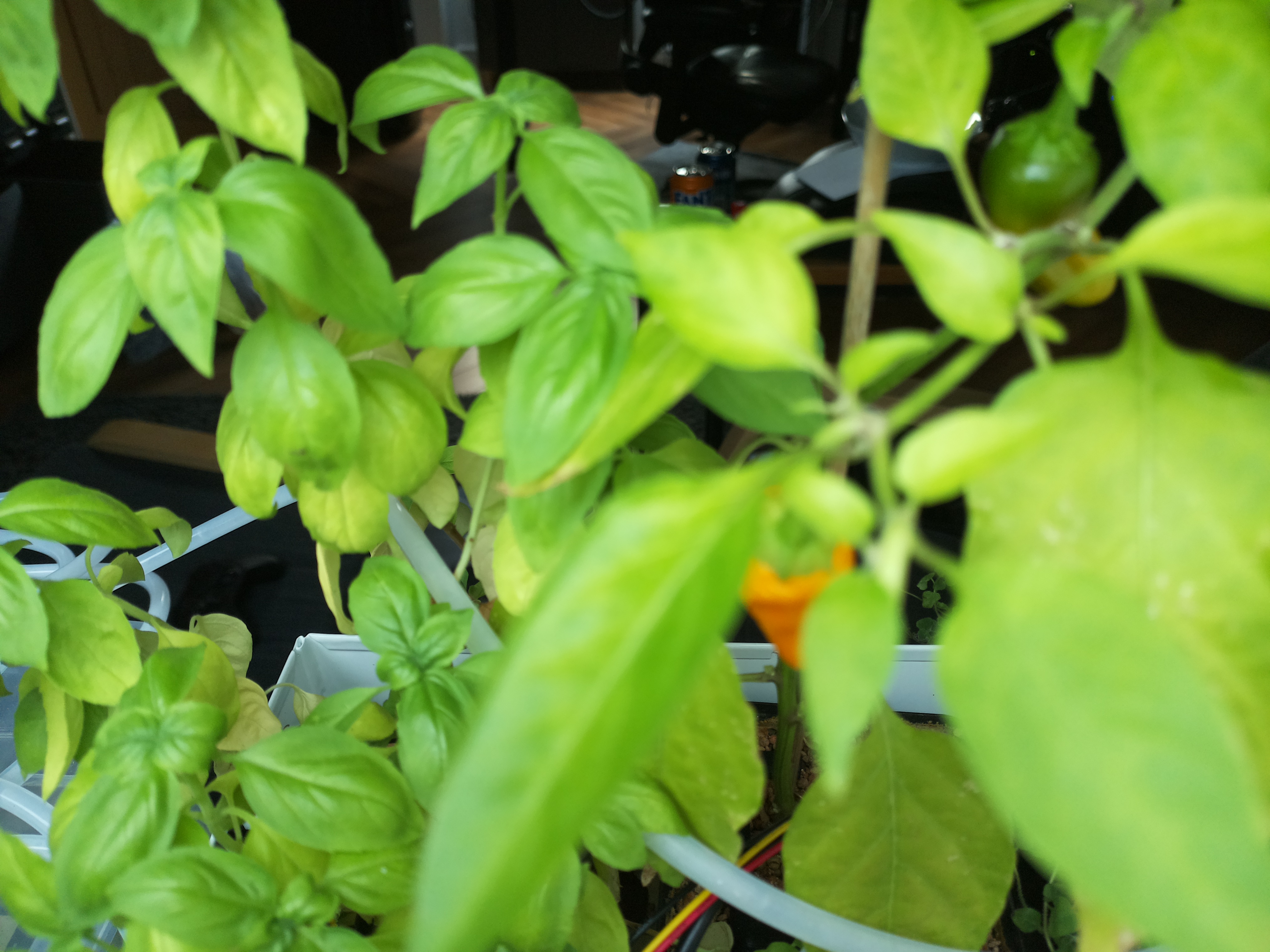 Greenhouse image from August 25 Afternoon Update