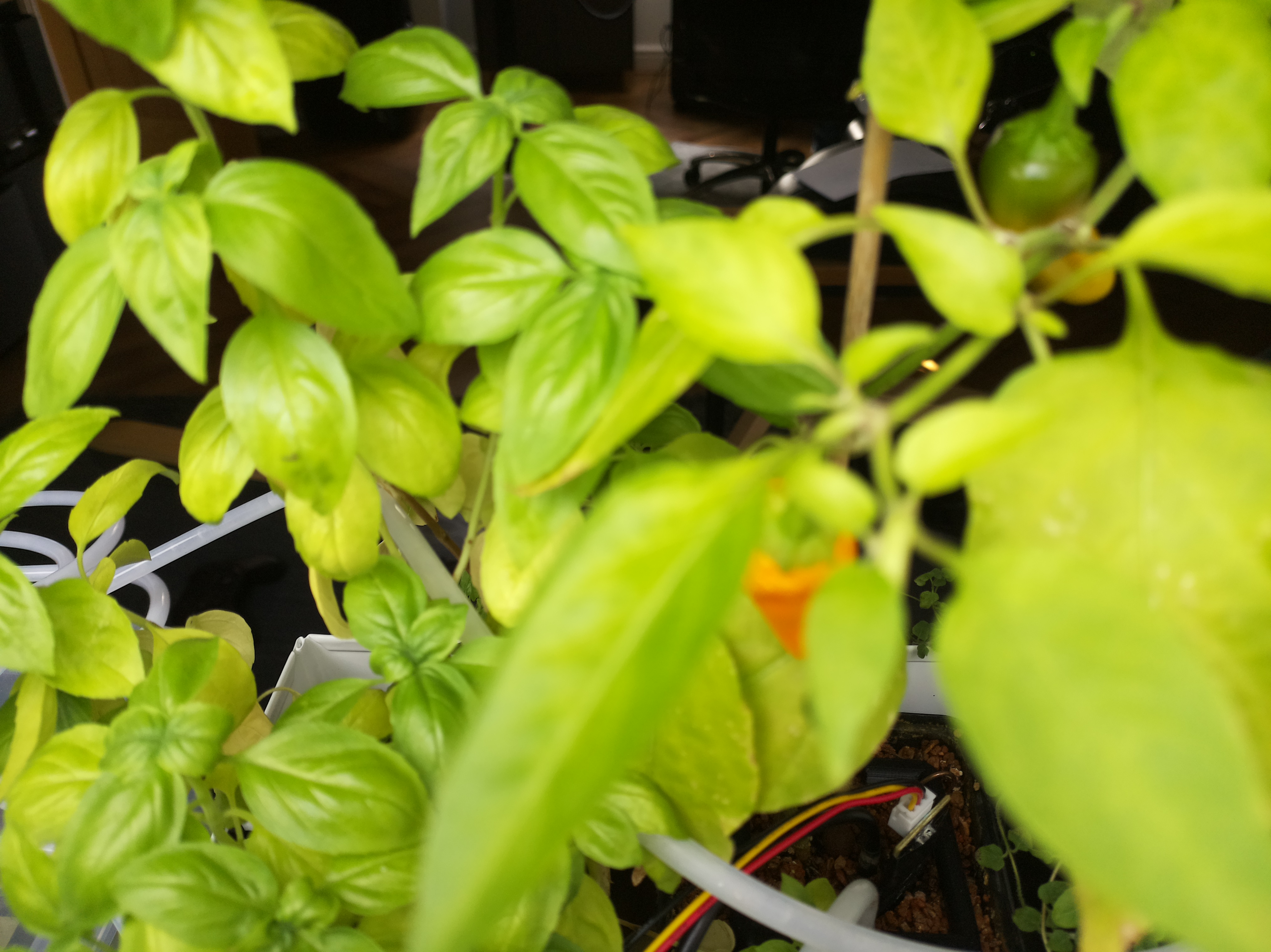 Greenhouse image from Morning Refresh at Herb Hub 365