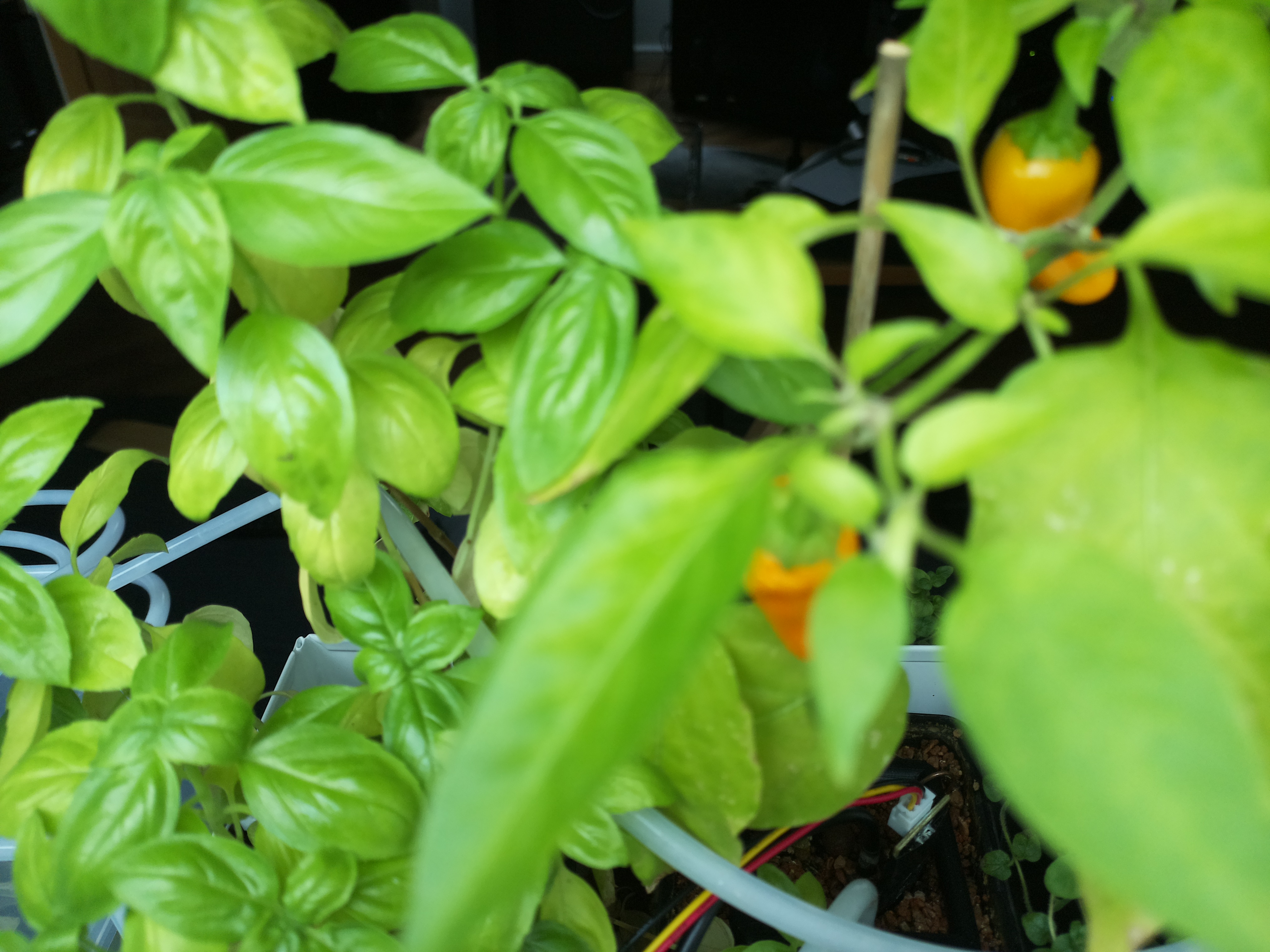 Latest Herb Hub greenhouse journal image: Herb Hub 365 Afternoon Update