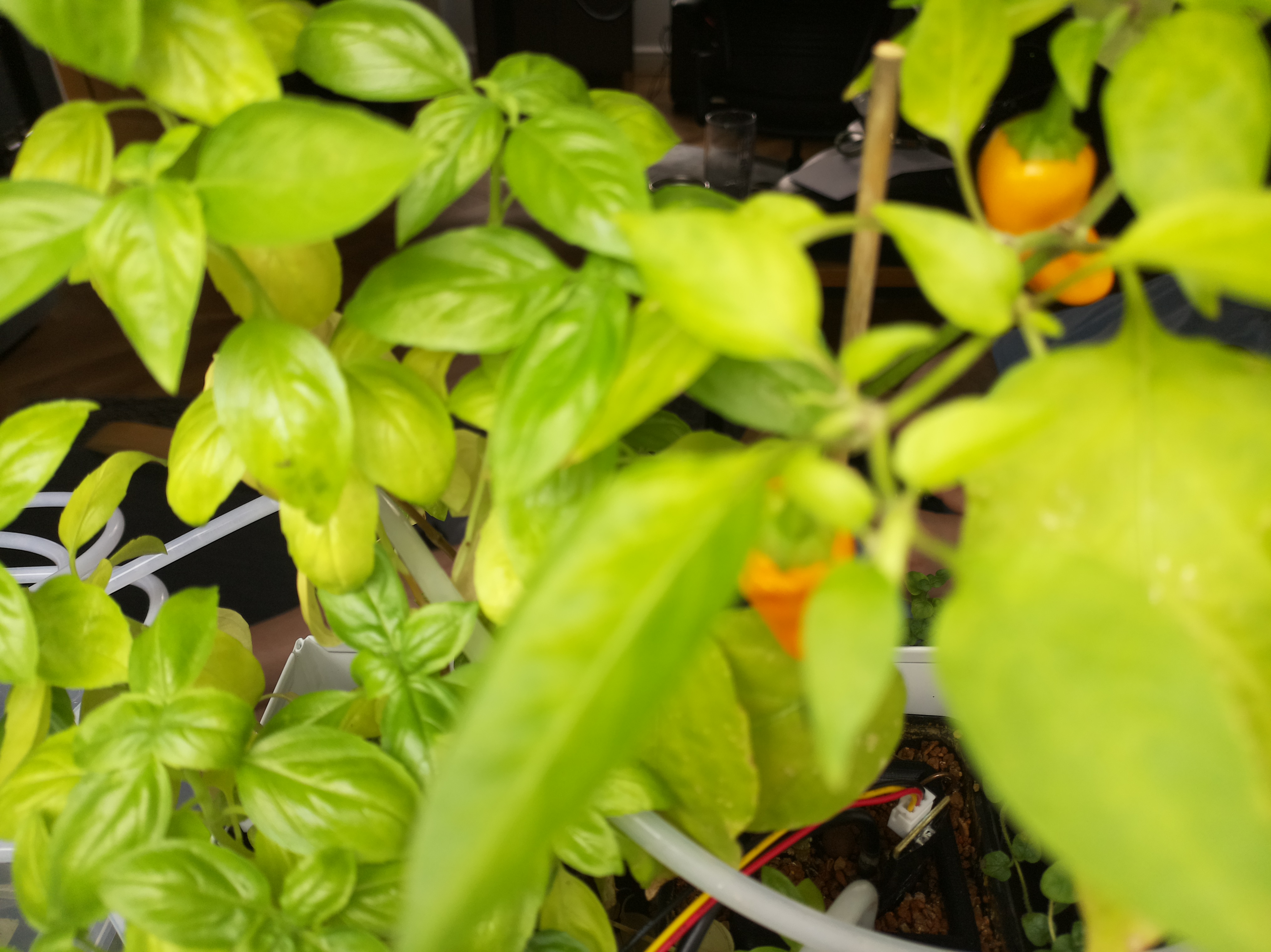 Greenhouse image from Midday Glow at Herb Hub