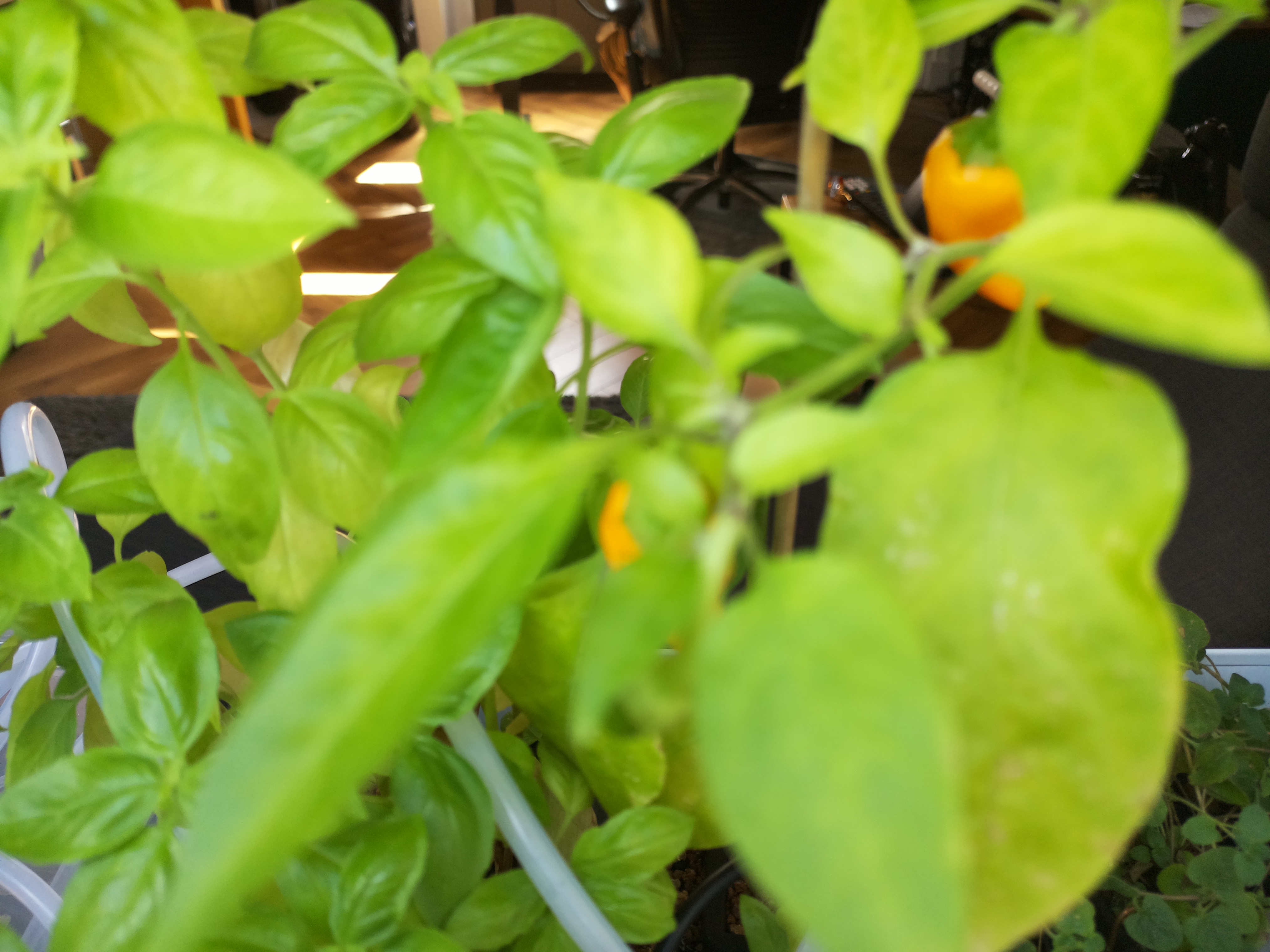 Greenhouse image from Afternoon Hub Update: August 31, 2026