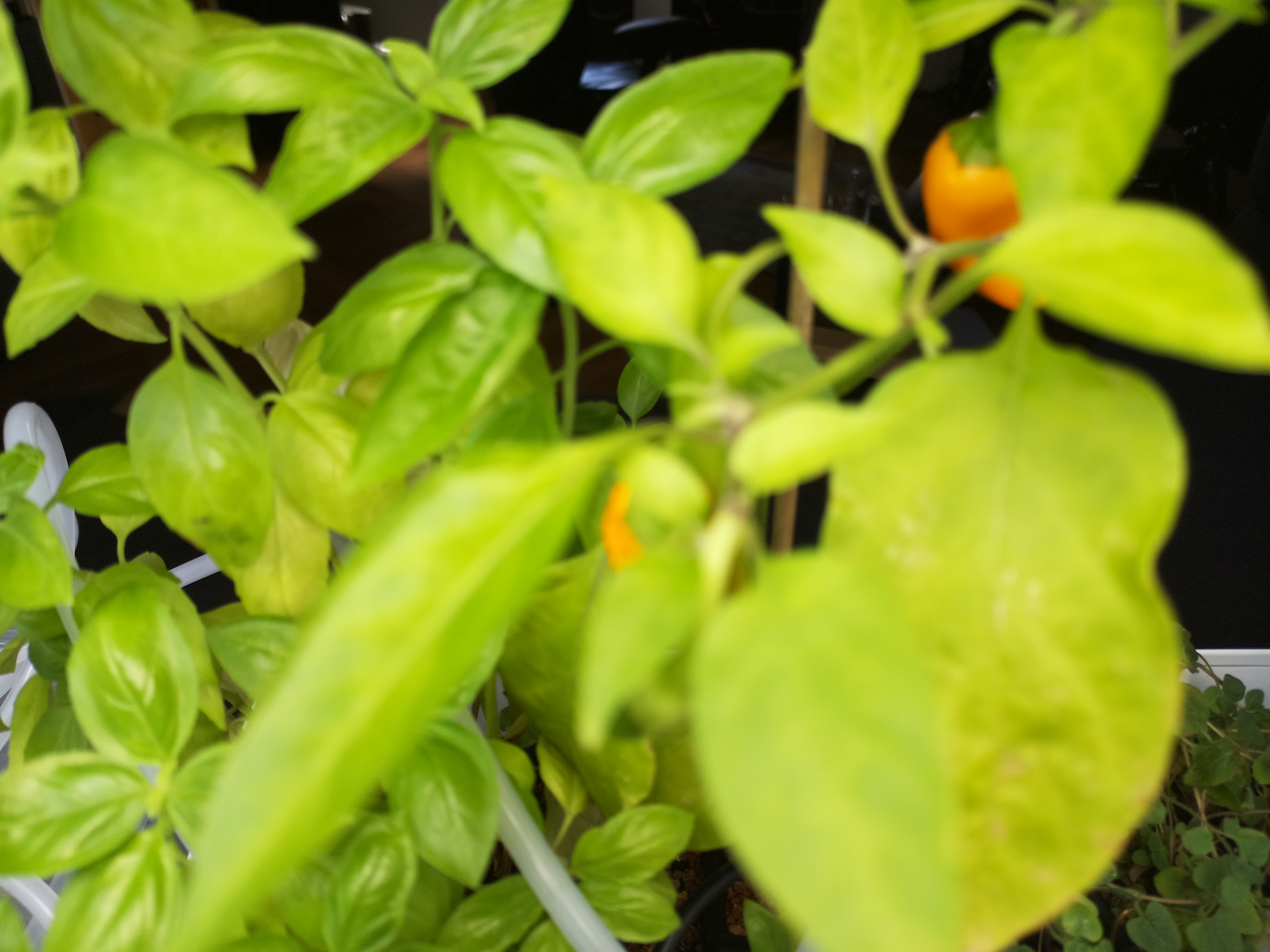 Greenhouse image from A Vibrant Afternoon at Herb Hub 365