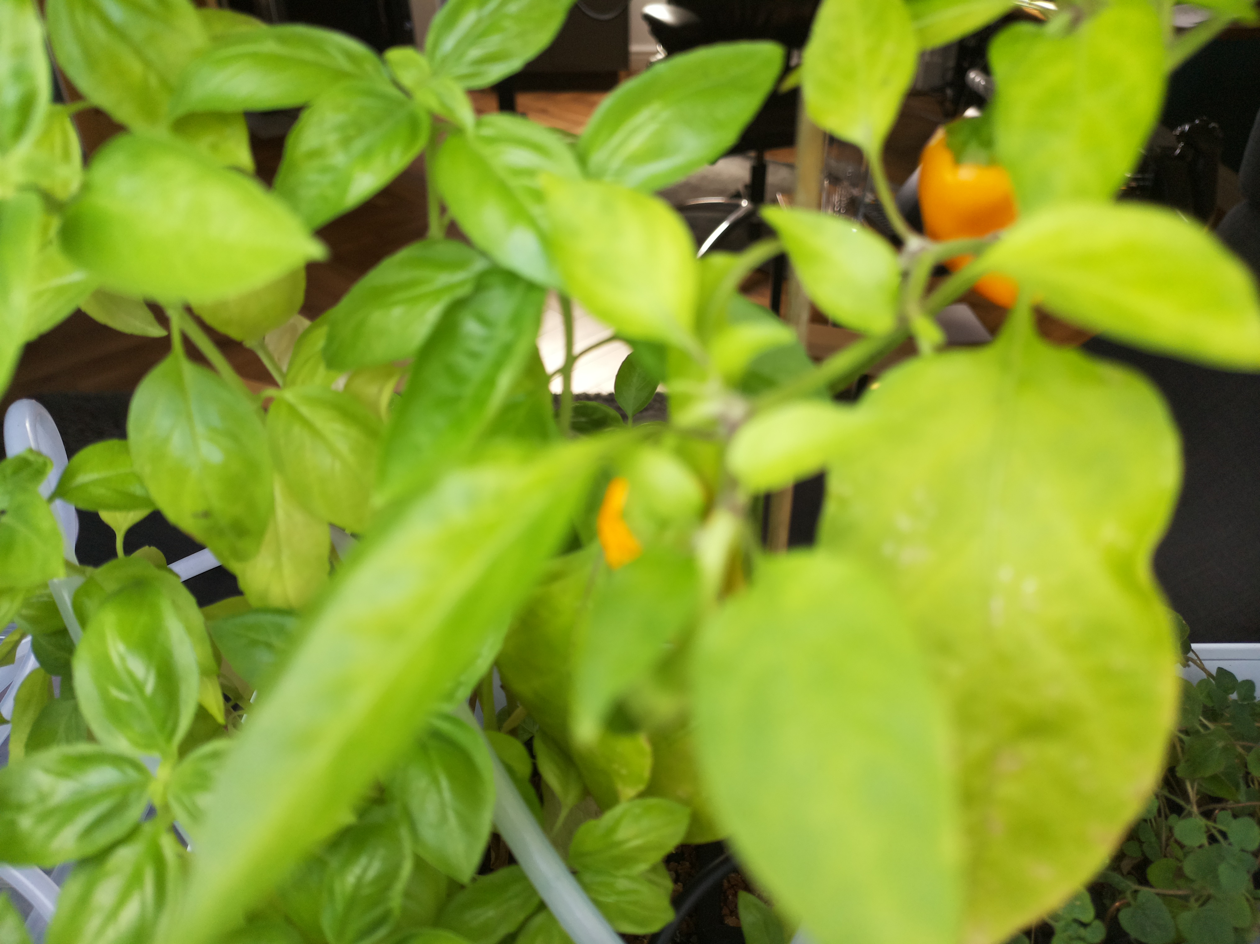 Greenhouse image from Morning Vitality at Herb Hub 365