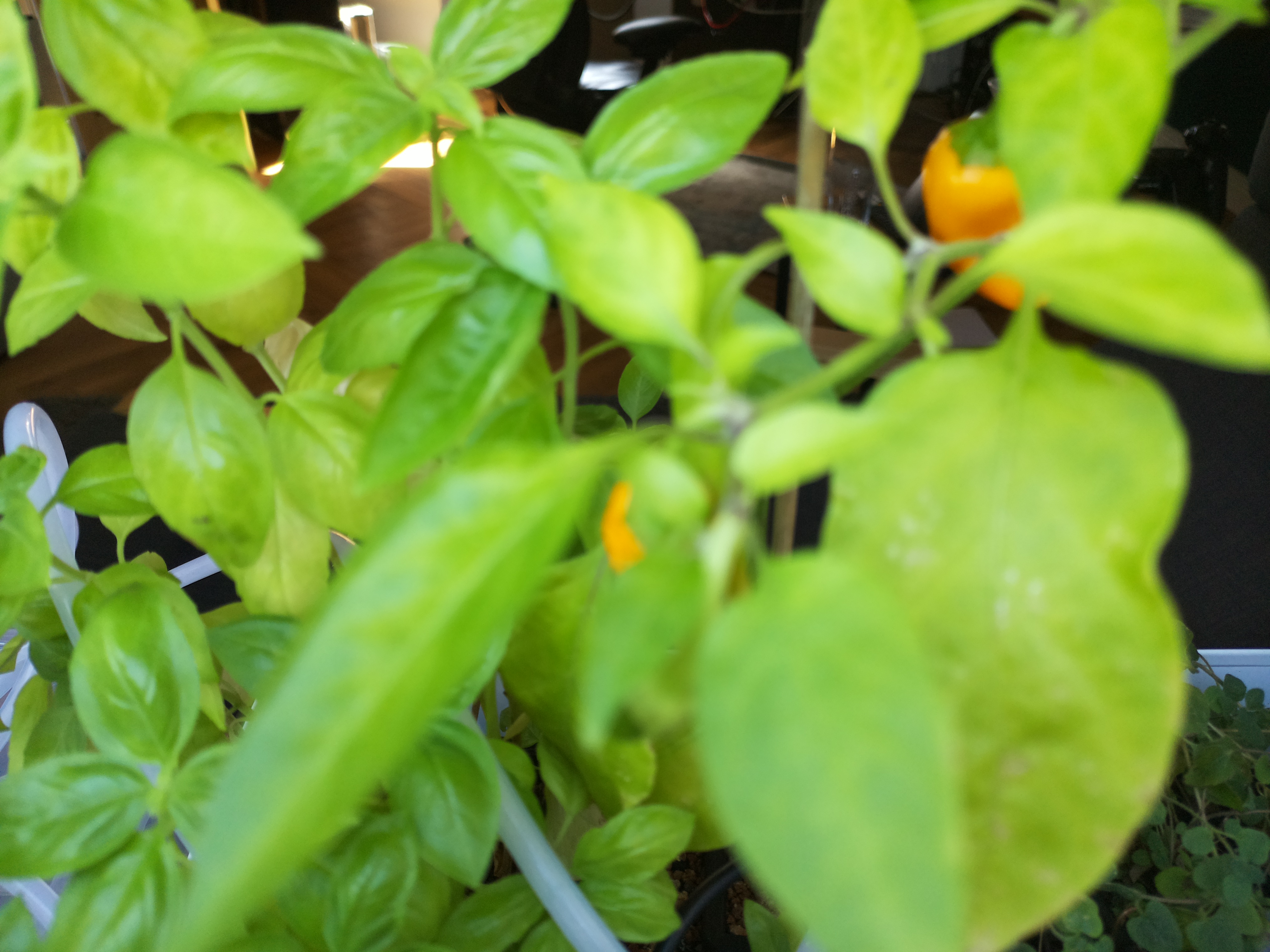 Greenhouse image from Warm Afternoon Glow at Herb Hub 365