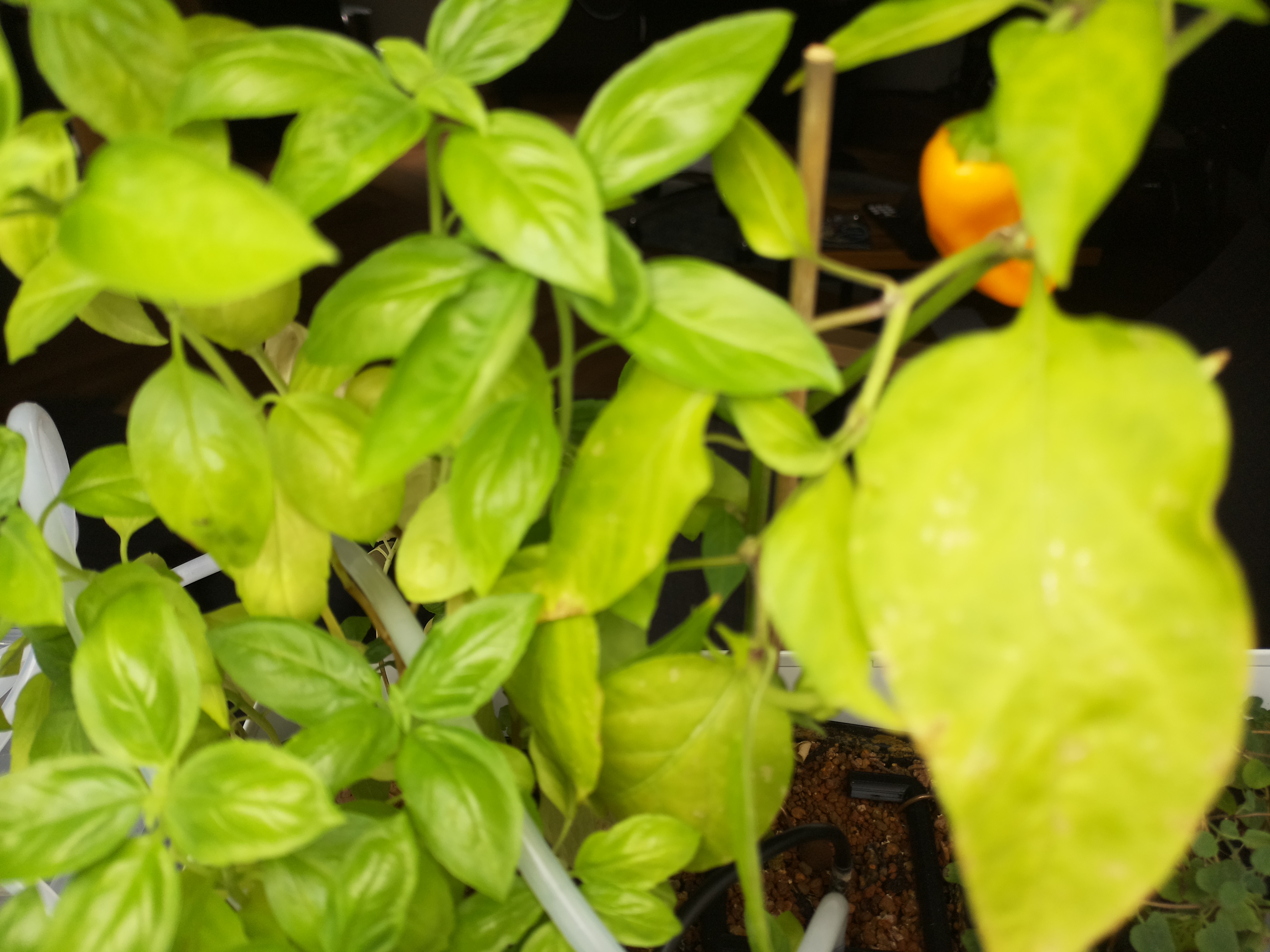 Latest Herb Hub greenhouse journal image: A Productive Wednesday in the Greenhouse