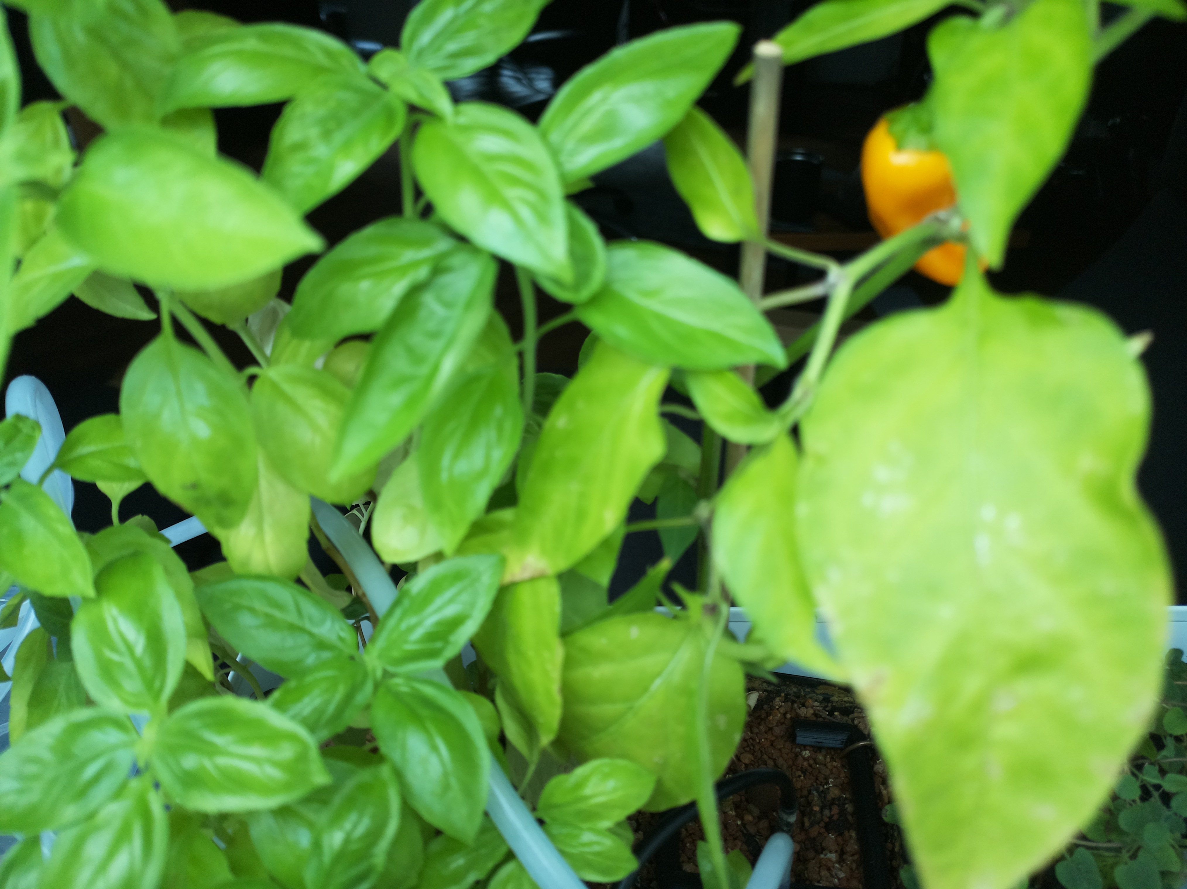 Greenhouse image from Morning Vitality at Herb Hub 365