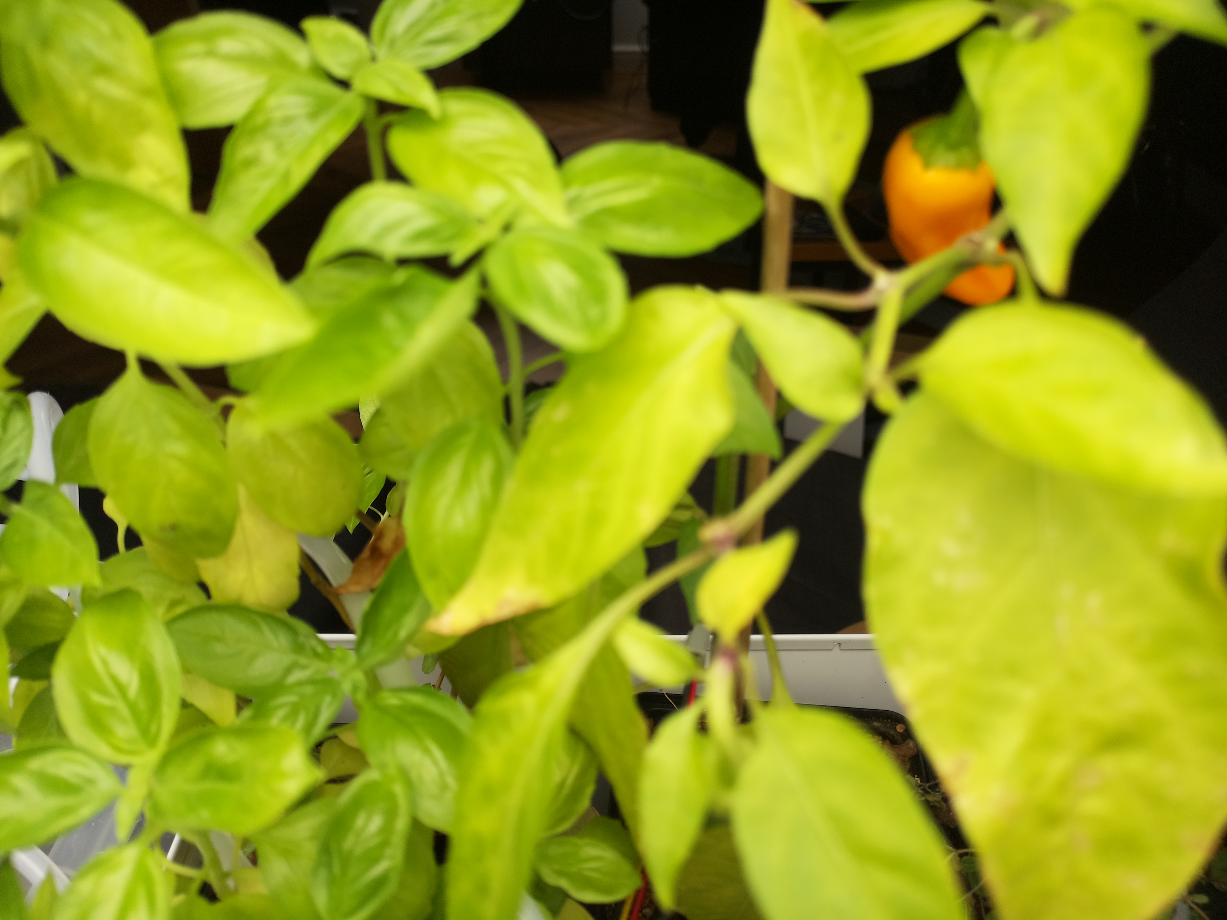 Greenhouse image from Herb Hub 365: Monday Afternoon Update