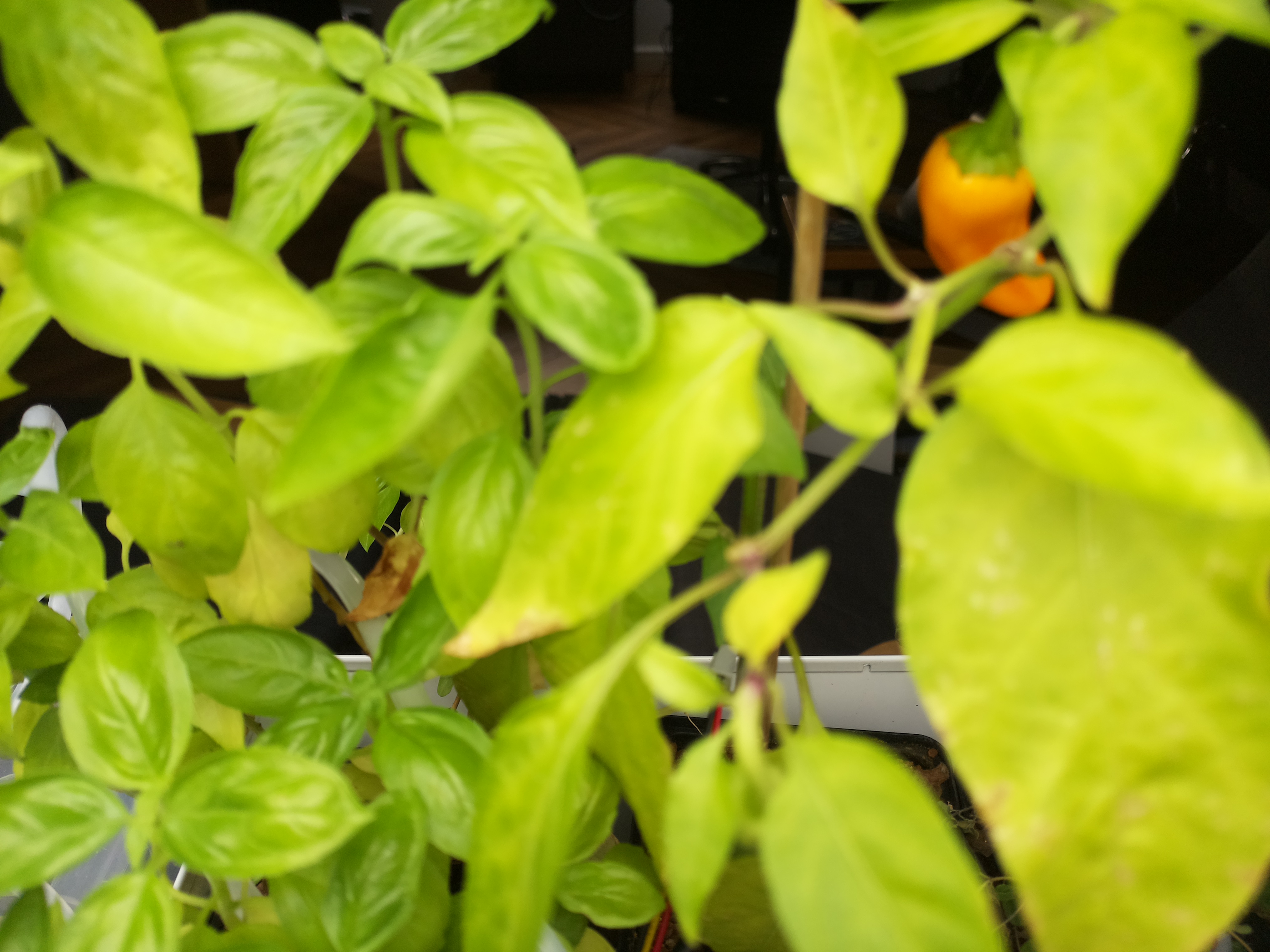 Greenhouse image from September Mornings at Herb Hub 365