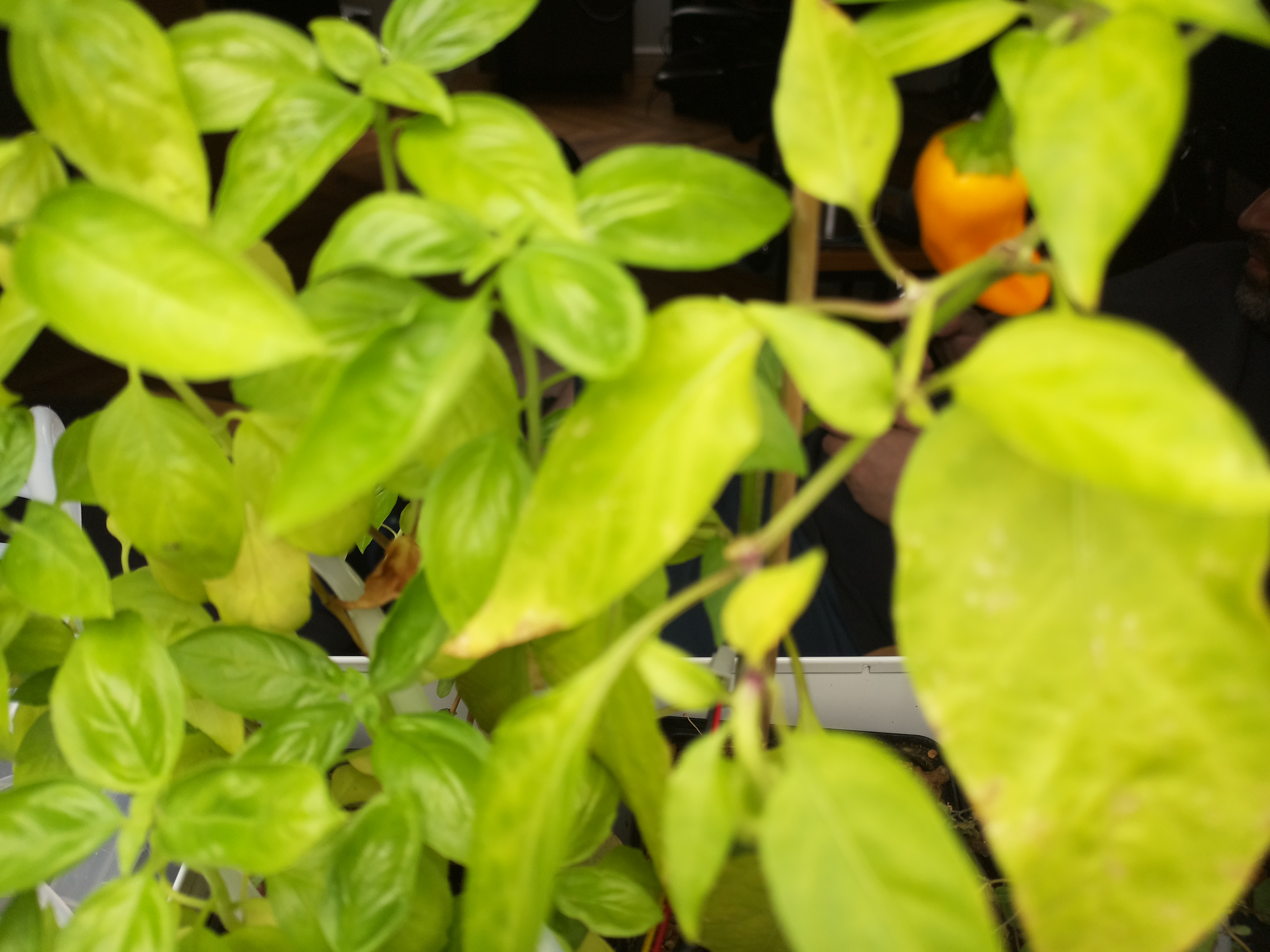 Greenhouse image from Vibrant Greens and Ripening Peppers