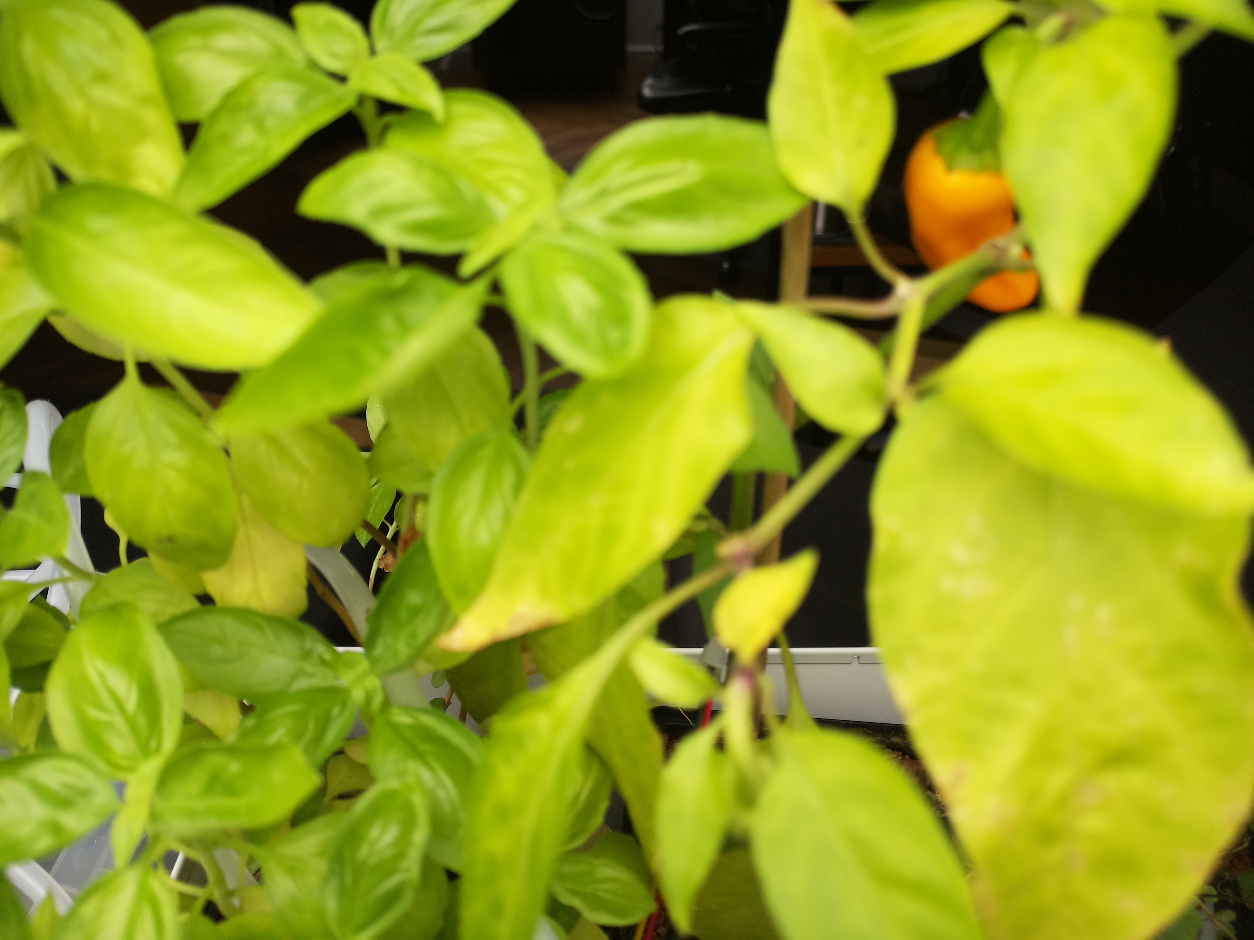 Greenhouse image from Afternoon Update from Herb Hub 365