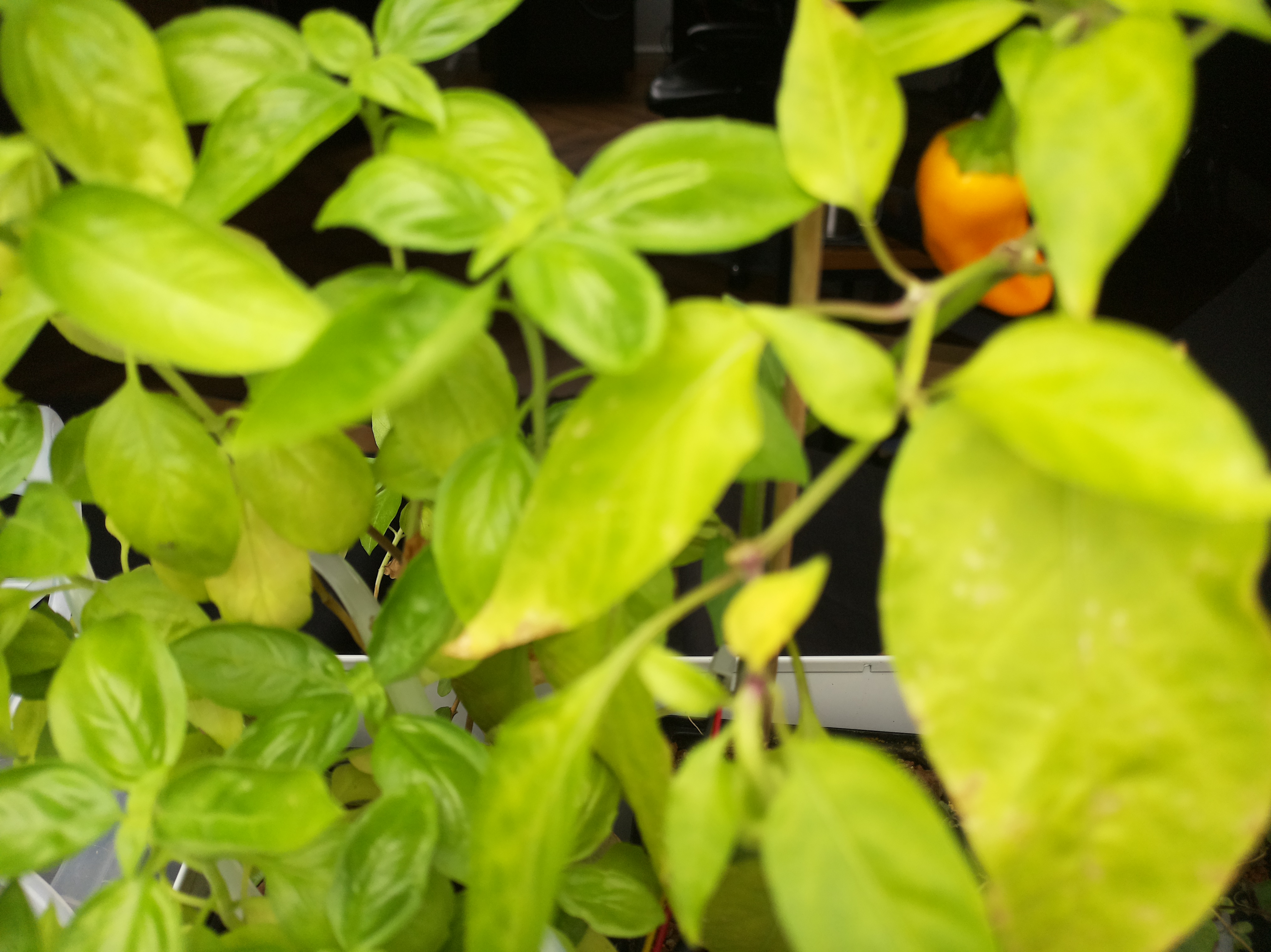 Greenhouse image from Morning Light and Saturated Soils