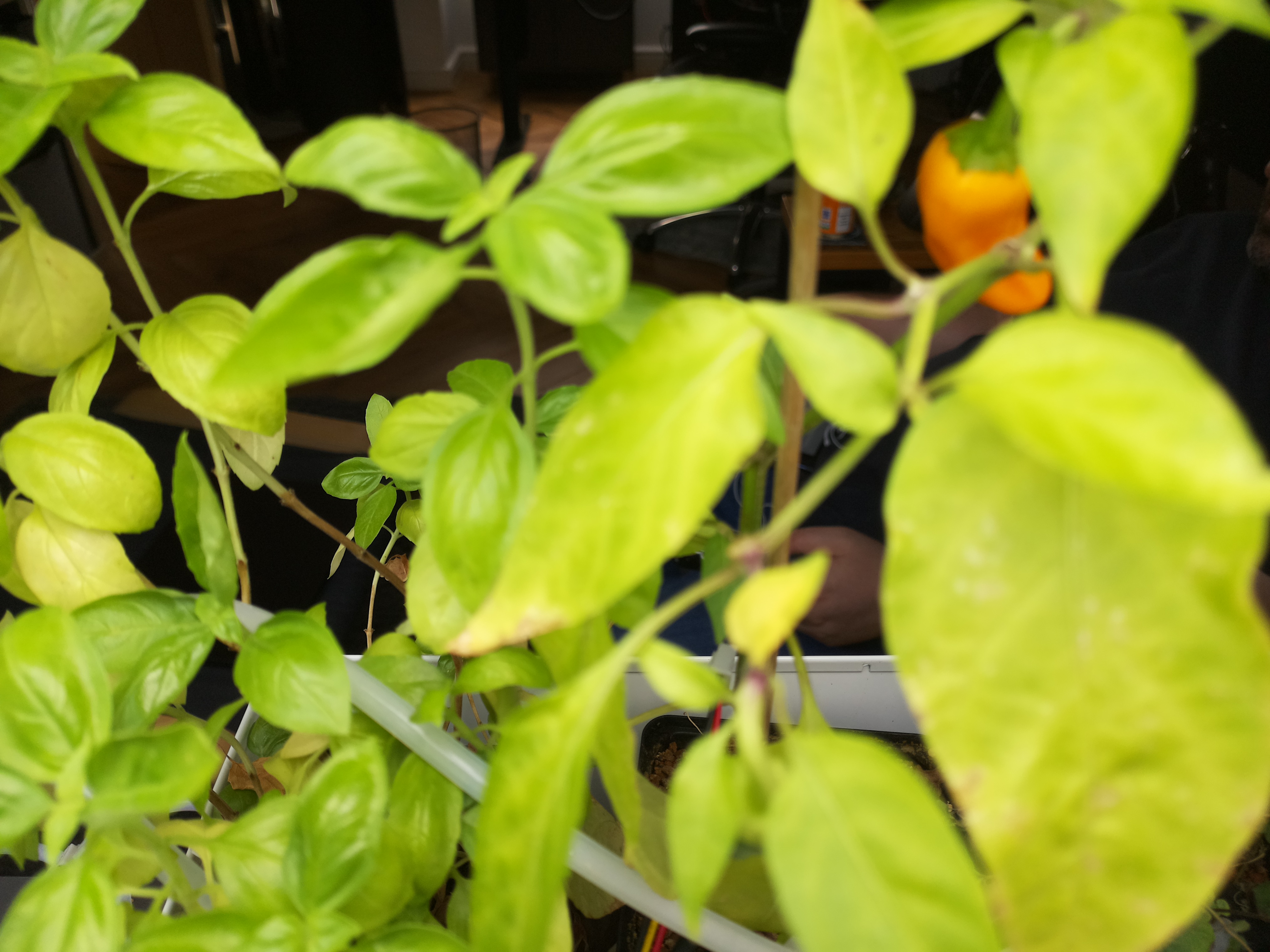 Greenhouse image from September 8th: A Shift in Greenhouse Moisture
