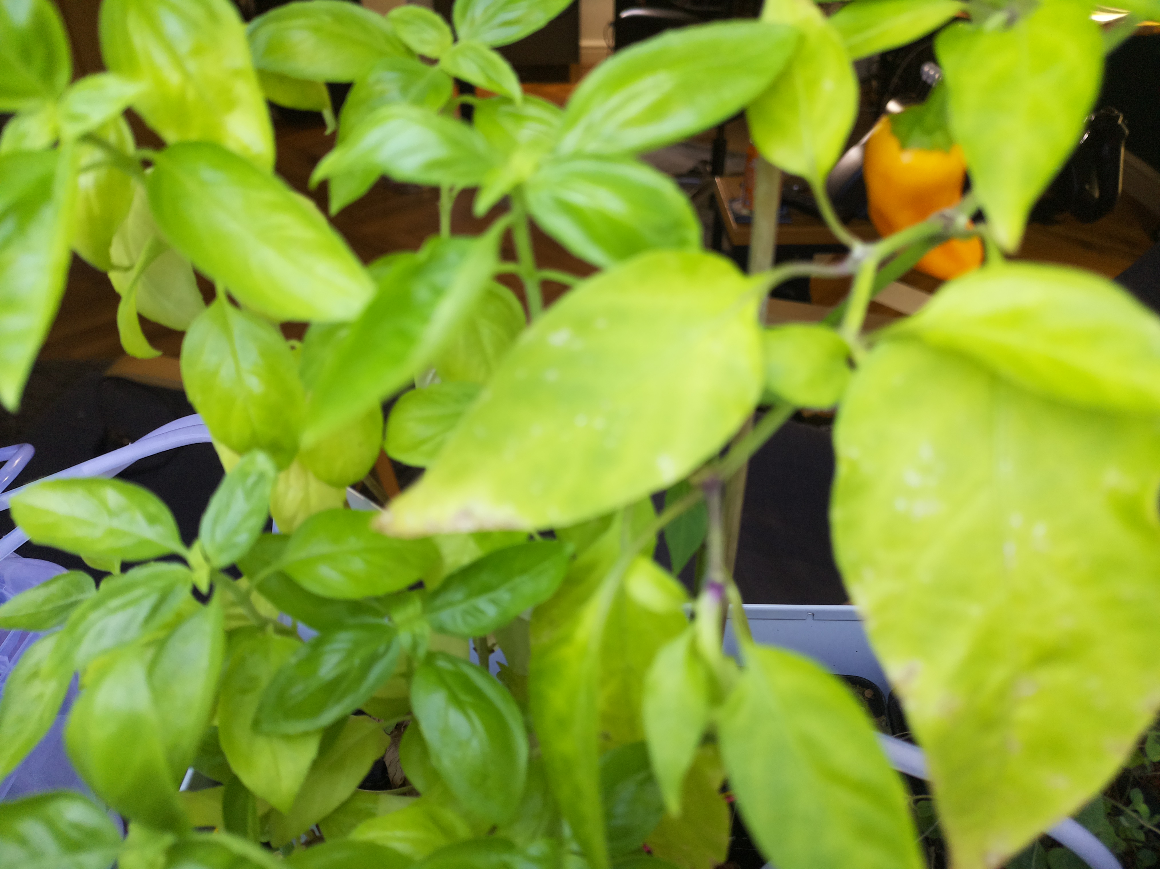 Latest Herb Hub greenhouse journal image: September 9: A Steady Greenhouse Morning